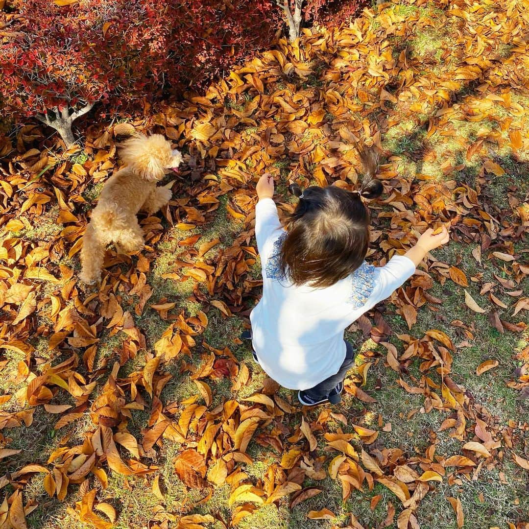 姫野れみのインスタグラム：「秋みっけ🍁🍂 ぽっかぽか☺️  #1st #baby #girl #babygirl #15months #baby #dog #tinypoodle #poodle #toypoodle #1歳 #15ヶ月 #ベビー #赤ちゃん #女の子ベビー #女の子 #ベビフル #ベビモ #ベビーフォト #赤ちゃんのいる生活 #べびすたぐらむ #愛犬 #ヴィヴィ #タイニープードル #タイニー #トイプードル #トイプー #秋 #落ち葉 #紅葉」