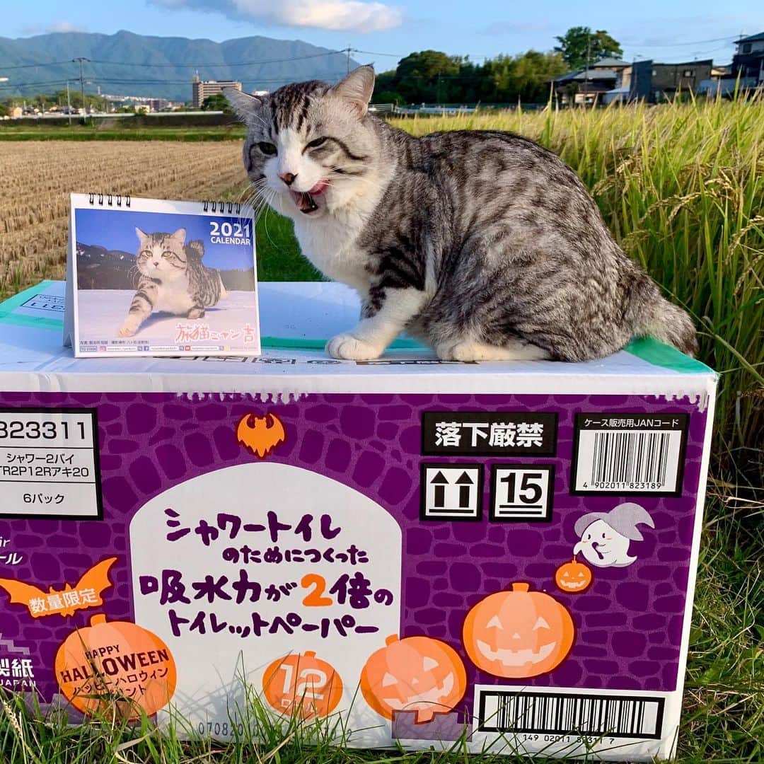 Nyankichi Noranekoさんのインスタグラム写真 - (Nyankichi NoranekoInstagram)「来るべき新しい年は・・・ 心機一転！新しいぼくのカレンダーで、新しい生活にちょっとした彩りと楽しみを感じていただけたら幸いにゃり📆😸  旅猫ニャン吉ファンサイト https://tabinekonyankichi.stores.jp  壁掛けカレンダー(amazon) https://www.amazon.co.jp/dp/B08M3TCNCX  壁掛けカレンダー(楽天市場) https://item.rakuten.co.jp/hokushinco/kk21033  卓上カレンダー(amazon) https://www.amazon.co.jp/dp/B08M3DK8MW  卓上カレンダー(楽天市場) https://item.rakuten.co.jp/hokushinco/tc21034  應該到來新的一年呢...  心思一轉！我的全新月曆裏，將新的生活稍稍點綴時，能夠感到期望的話就是幸福喵哩📆😸   It's time for the new year...  Getting a fresh start! In the new Nyankichi's calendar, when I embellish your new life a little bit, if you can feel desired words, it is full of happiness meow📆😸  #猫 #cat #고양이 #แมว #貓 #кошка #wats #chat #ニャンスタグラム #gato #catsofinstagram #ねこ部 #旅猫 #cats #aso #japan #猫写真 #ねこ #seekor #ネコ #kitty #パトロール #kucing #kucinglucu #カレンダー #猫カレンダー #旅猫ニャン吉ファンサイト」11月14日 12時30分 - noraneko_nyankichi