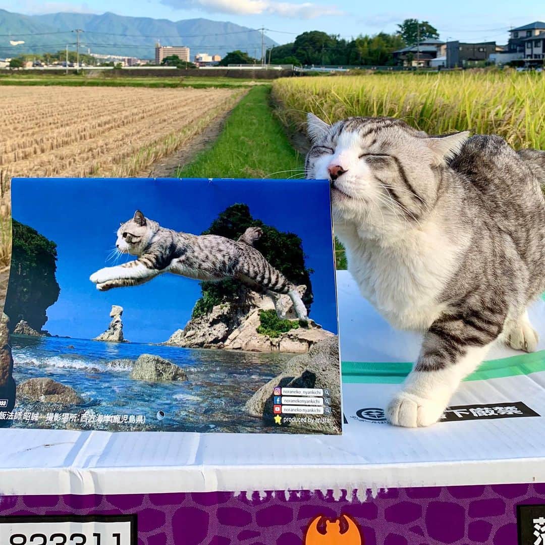 Nyankichi Noranekoさんのインスタグラム写真 - (Nyankichi NoranekoInstagram)「来るべき新しい年は・・・ 心機一転！新しいぼくのカレンダーで、新しい生活にちょっとした彩りと楽しみを感じていただけたら幸いにゃり📆😸  旅猫ニャン吉ファンサイト https://tabinekonyankichi.stores.jp  壁掛けカレンダー(amazon) https://www.amazon.co.jp/dp/B08M3TCNCX  壁掛けカレンダー(楽天市場) https://item.rakuten.co.jp/hokushinco/kk21033  卓上カレンダー(amazon) https://www.amazon.co.jp/dp/B08M3DK8MW  卓上カレンダー(楽天市場) https://item.rakuten.co.jp/hokushinco/tc21034  應該到來新的一年呢...  心思一轉！我的全新月曆裏，將新的生活稍稍點綴時，能夠感到期望的話就是幸福喵哩📆😸   It's time for the new year...  Getting a fresh start! In the new Nyankichi's calendar, when I embellish your new life a little bit, if you can feel desired words, it is full of happiness meow📆😸  #猫 #cat #고양이 #แมว #貓 #кошка #wats #chat #ニャンスタグラム #gato #catsofinstagram #ねこ部 #旅猫 #cats #aso #japan #猫写真 #ねこ #seekor #ネコ #kitty #パトロール #kucing #kucinglucu #カレンダー #猫カレンダー #旅猫ニャン吉ファンサイト」11月14日 12時30分 - noraneko_nyankichi