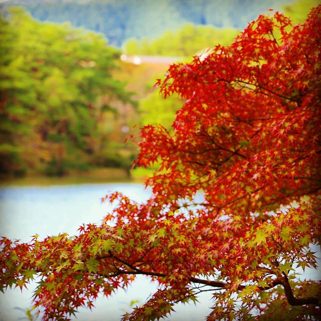 テレビ大阪「おとな旅あるき旅」さんのインスタグラム写真 - (テレビ大阪「おとな旅あるき旅」Instagram)「紅葉と秋の美味いもんをたっぷりと！  今夜のおとな旅あるき旅（テレビ大阪）は、色づく城下町、京都・福知山で歴史と美食を堪能します！  紅葉真っ盛りの福知山で、おいしい秋の味覚を！そして、明智光秀ゆかりの城下町のパワースポットや、光秀が町の発展に寄与した様々な歴史スポットをめぐります。さらに、一世を風靡したあの人気動物に会いに行くと…驚きの光景が！お楽しみに！  今夜 18:30〜  #おとな旅あるき旅#テレビ大阪#三田村邦彦#吉川亜樹#京都#福知山#城下町#明智光秀#由良川#栗#高級スイーツ#足立音衛門#三段池公園#紅葉#御霊神社#焼肉#ホルモン#動物園#ウリ坊#みわ#ロデオ猿」11月14日 12時41分 - tvo.otonatabi