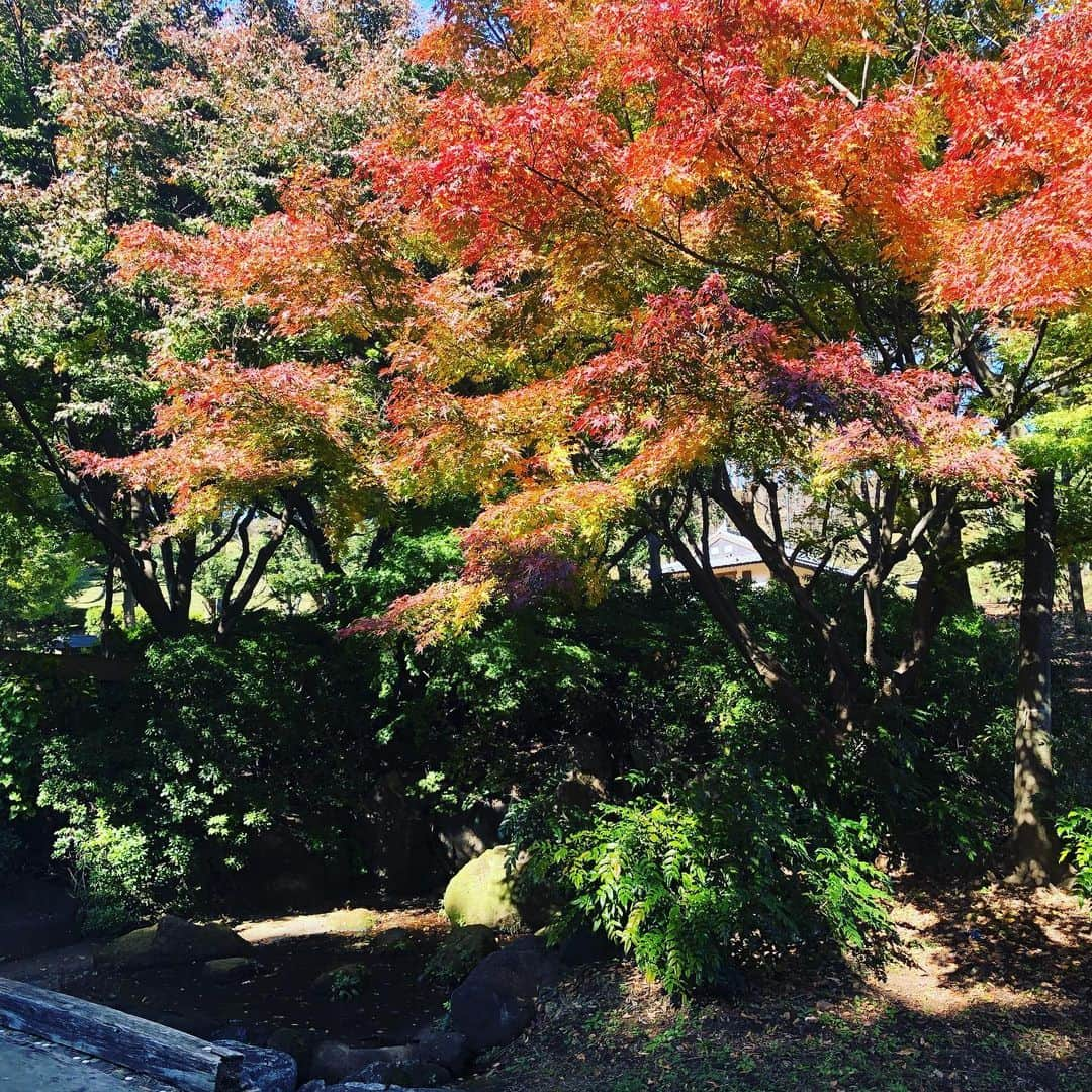 たまこ部@多摩センターのインスタグラム：「中沢池公園！  #多摩センター #聖蹟桜ヶ丘 #橋本 #南大沢 #若葉台 #稲城 #調布  #はるひ野 #新百合ヶ丘 #ピューロランド #多摩市 #永山 #京王永山 #多摩市広報部員」