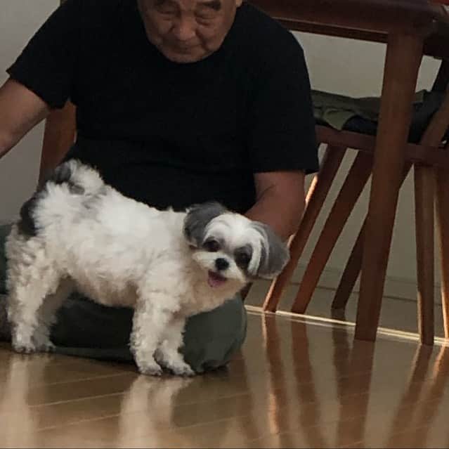 濱田マサルさんのインスタグラム写真 濱田マサルinstagram かれこれ10分以上父に肩を揉ませて居るモチコのしたり顔 濱田もち 僕には揉ませてくれない 11月14日 13時07分 Hamadamasaru