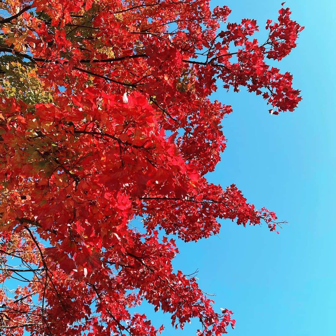浅田信一のインスタグラム：「駒沢公園ランニング8K🏃🏻‍♂️  雲ひとつない空に紅葉。 3枚目は震災時の原発事故以来、水が張られていないプール。」