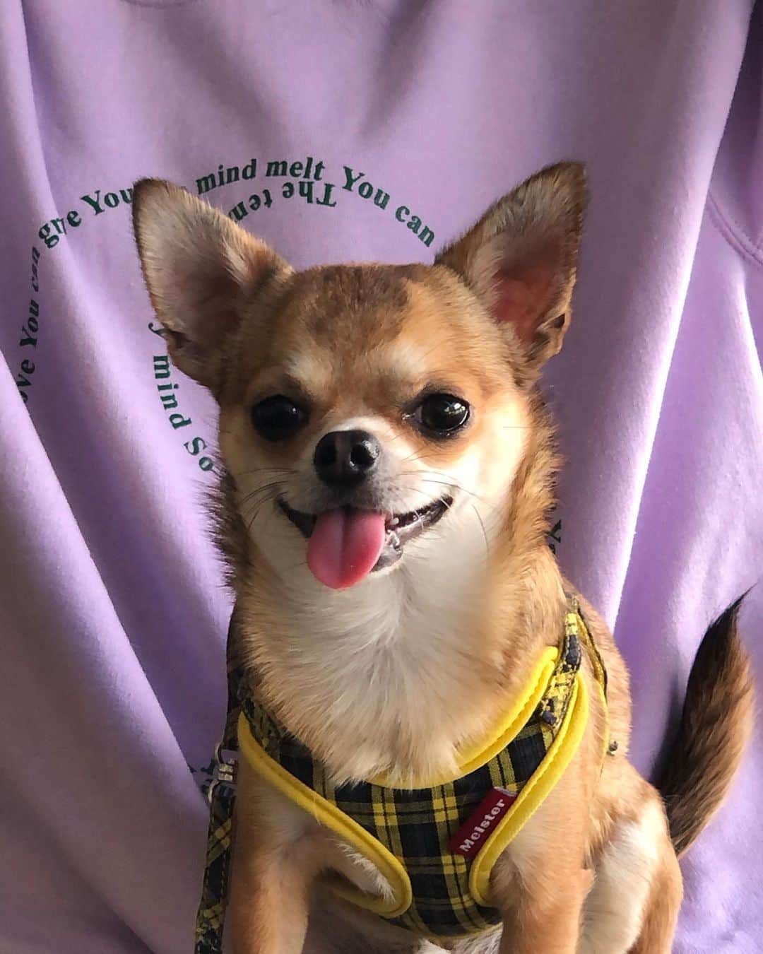 のインスタグラム：「今日から発売のかわいいスウェット着て うーたん🐕とカフェ☕️🍰  @labyrins @shury_tokyo」
