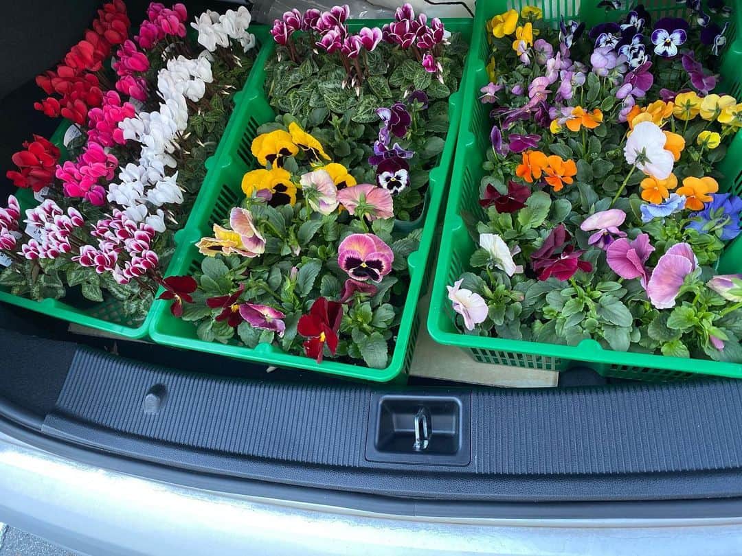 丹野みどりさんのインスタグラム写真 - (丹野みどりInstagram)「ベランダを冬の花にするべく  今度は  花の仕入れ業者さんに変身。  この車のトランクに  もう一つビニール袋に入った花もあり  うむ  台車で3往復ですな  #花 #ベランダガーデニング  #業者か」11月14日 14時00分 - midorimarron