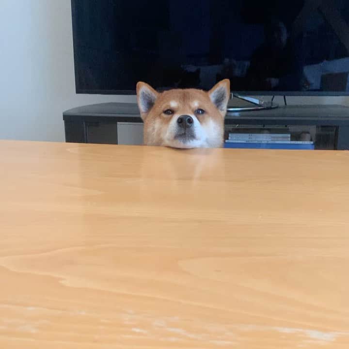 yu matsuのインスタグラム：「ひとりでもやるもん  #柴犬　おじさん達 #俺はやらない #あおくんひとり警備中」
