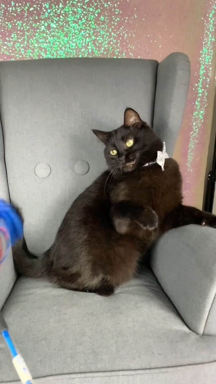 The Cats Of Instagramのインスタグラム：「Friday night 🥳」