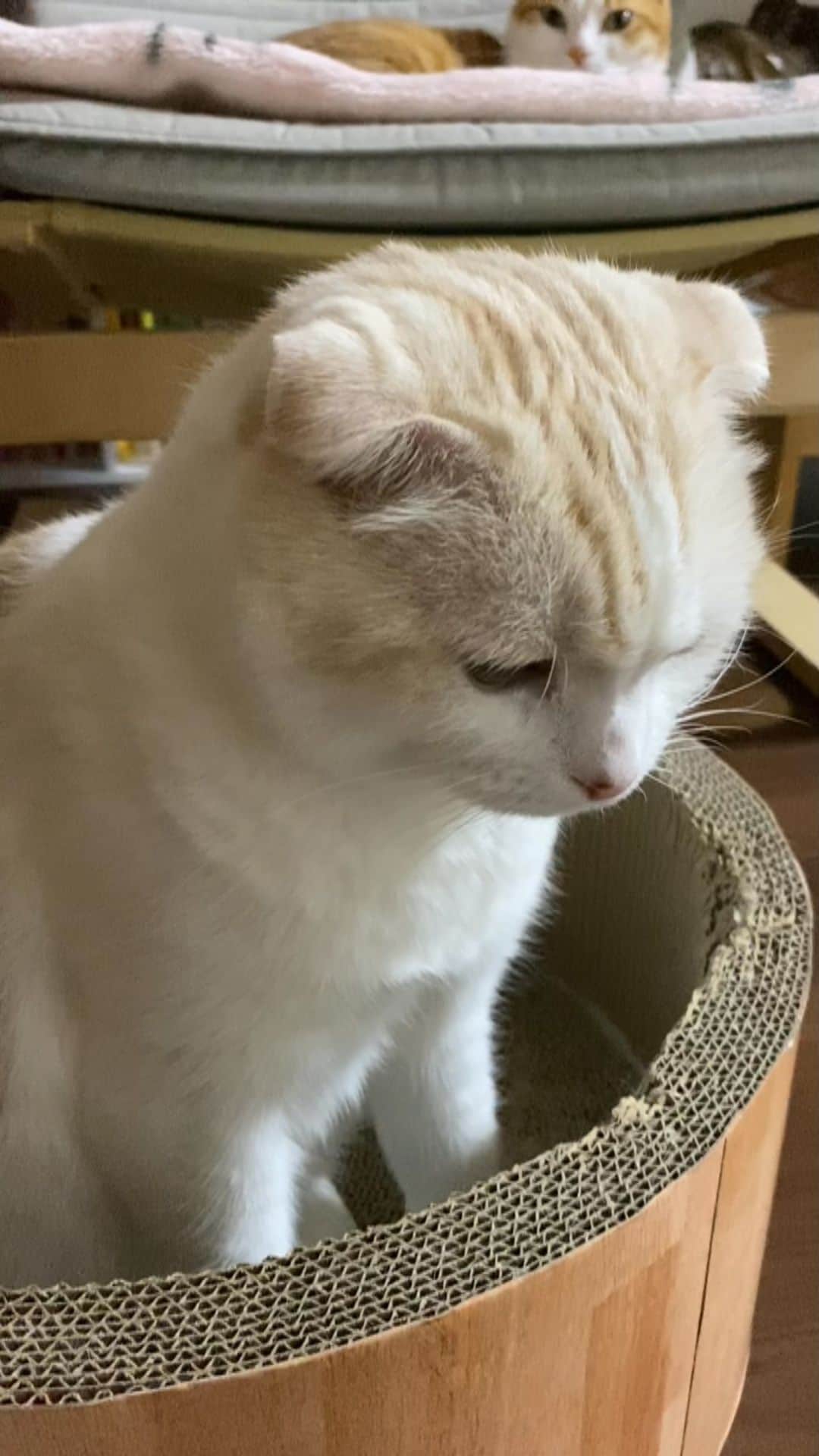 はなぼくろきなこのインスタグラム