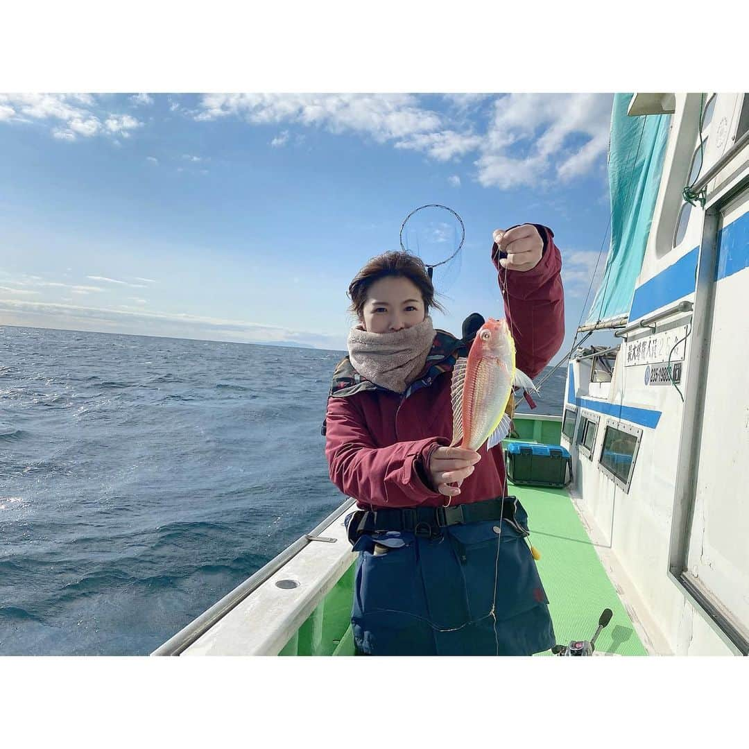 福咲れんのインスタグラム：「チャレンジ３回目にしてやっと釣れた🤣 鯛〜〜！！🐟🐟  お刺身、炊き込みご飯、昆布締め、塩焼きにしたよ◎ 初挑戦の昆布締めはちょっと失敗。笑  #甘鯛 #アマダイ #イトヨリダイ #釣り #釣りガール #fishing #海釣り  #相模湾 #tsurijoy #釣り好きな人と繋がりたい #釣り女子 #釣り好き #釣ったら食べる #DAIWA #ダイワ #shimano #釣果」