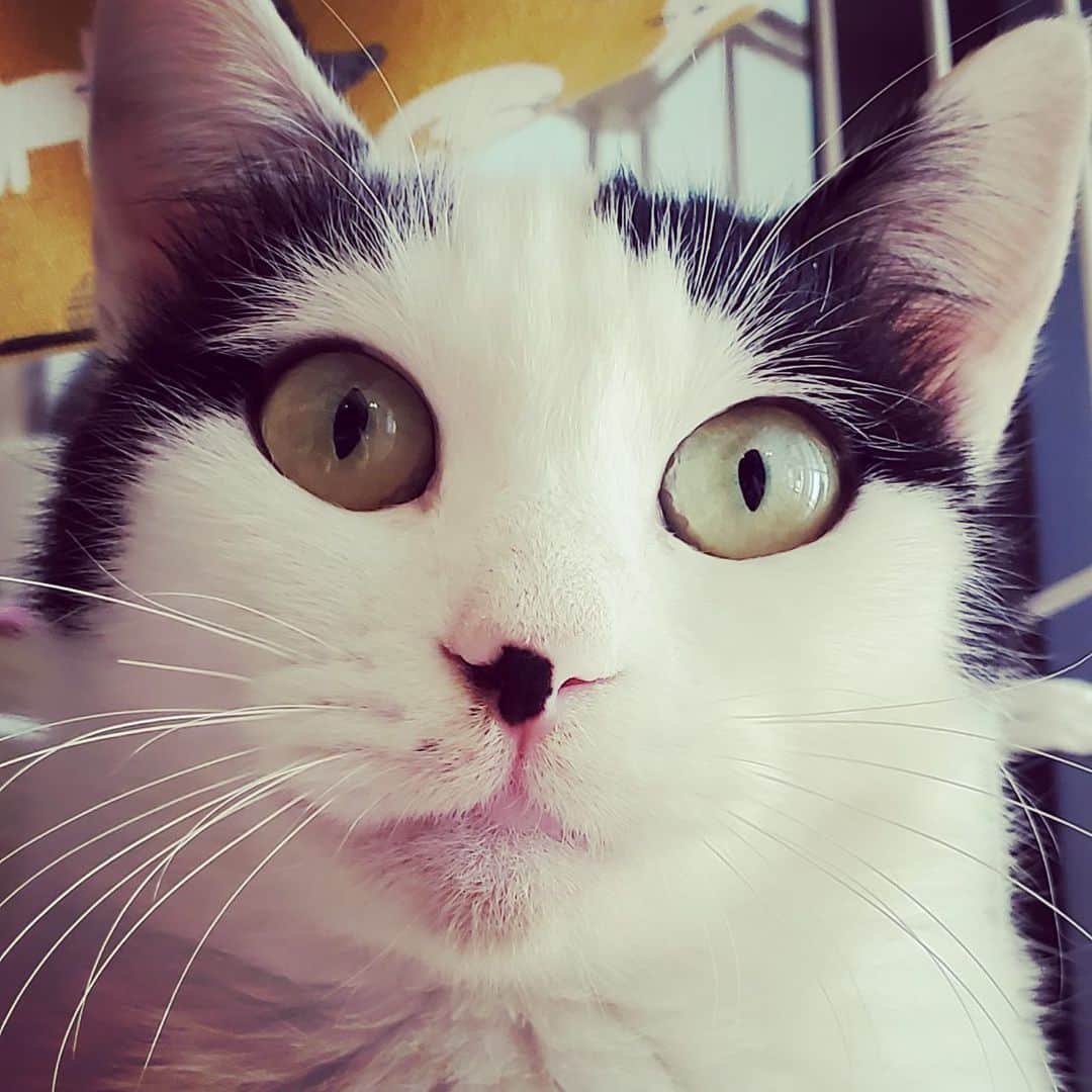 山口治樹さんのインスタグラム写真 - (山口治樹Instagram)「太られましたか？  #cat #gato #猫 #ネコ #ねこ #ねこすたぐらむ」11月15日 0時55分 - delpieroyh