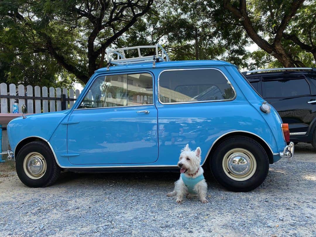 Hoykong&Plamuekのインスタグラム：「Let’s go!! #plamuek_westies」