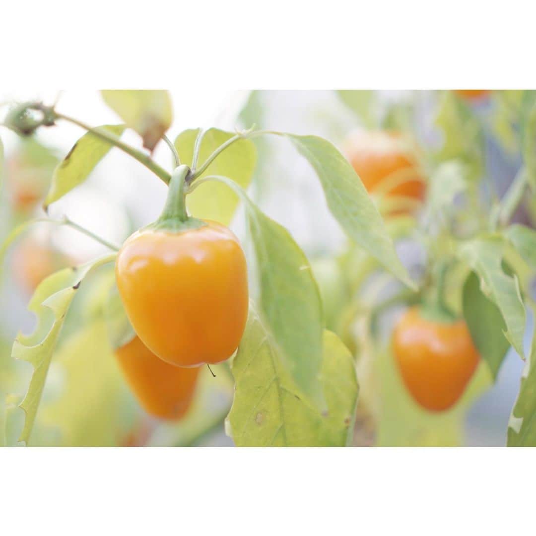 のインスタグラム：「， 一瞬、柿に見えますがパプリカです。 お庭の片隅にあるShimizu Farm で 夏野菜と共に植えたパプリカが なぜか11月の今頃全盛期を迎えています。 ， なかなか実らなかったんですが トマトやキュウリなどが終わってから 急にピークを迎えました。 ， その環境に合わせたベストなタイミングを 選ぶことができる力。 心も身体も美しく生きていくために 自然から学ぶことは多いですね。 ， #パプリカ #野菜 #家庭菜園 #人生を楽しむ  #美しい人生」