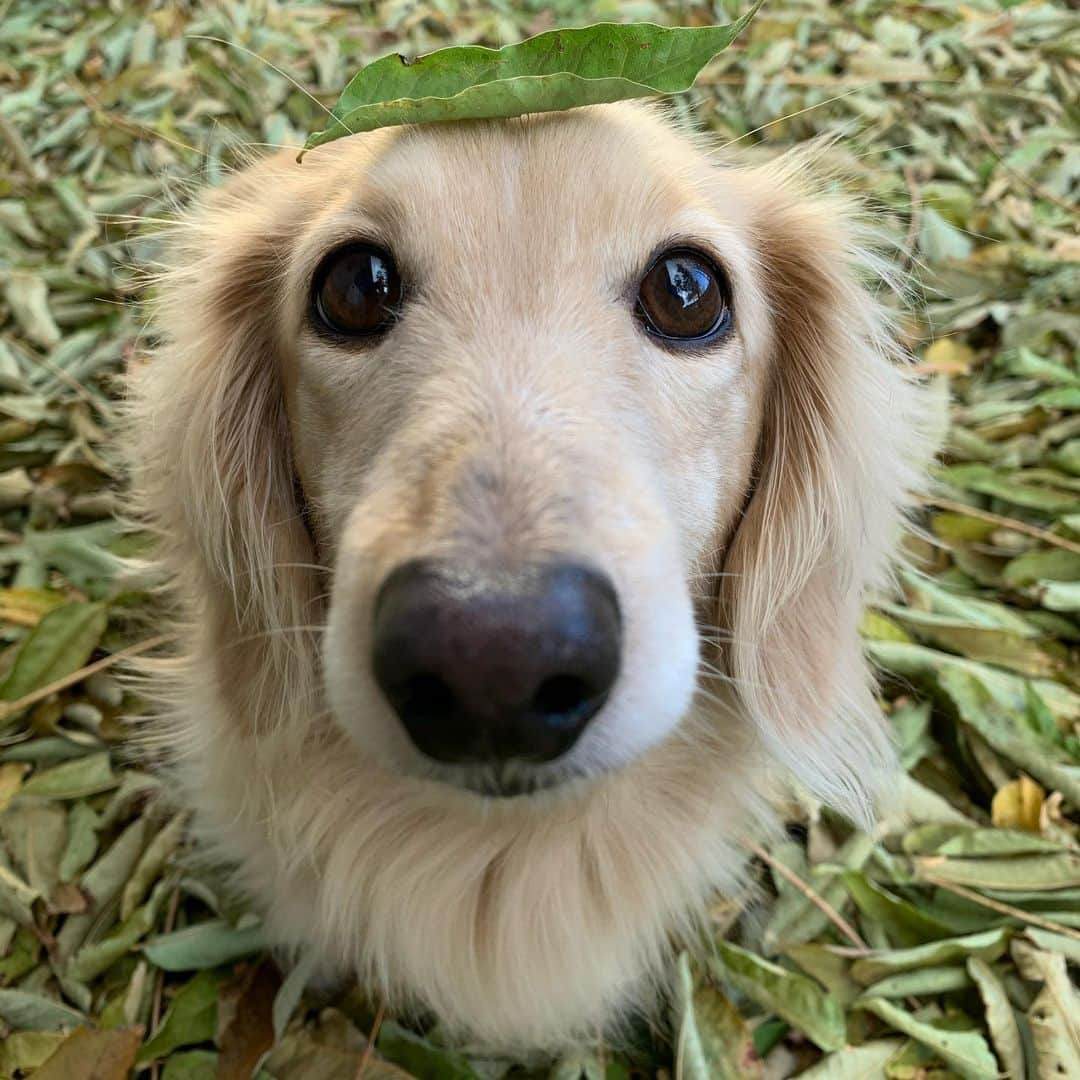 ハッチ＆ニコのインスタグラム：「🍂🐶🍂 落ち葉片付け大変  #カメラ嫌い同好会 #pecoいぬ部 #犬の生活が第一 #癒しわんこ #dachshund #犬バカ部 #短足部 #ふわもこ部 #tokyocameraclub #東京カメラ部」