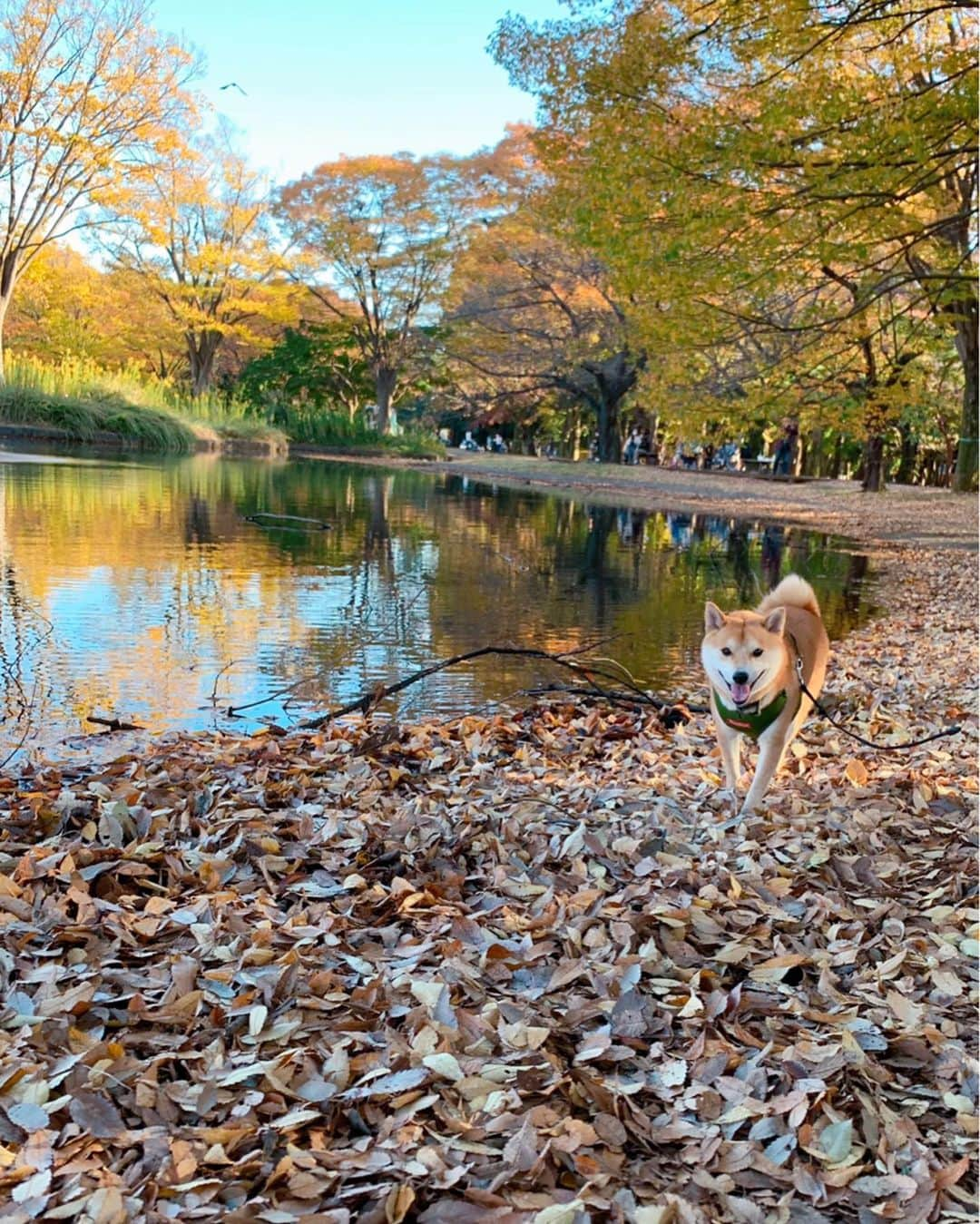 大山加奈さんのインスタグラム写真 - (大山加奈Instagram)「. . 代々木公園へ🐾 . にこにこなだいずくんが たくさん撮れました🥰 . でもドッグランではびびって あんまり遊べず💦 いつものドッグランで さぶちゃんが一緒でないと ダメなようです💦笑。 . . お散歩はとっても嬉しそうで ずっとすごい勢いで ぐいぐい歩いてました☺️ 楽しそうで嬉しそうで こんなに喜んでくれると おでかけしがいがあります。 . もうすぐ寒くなっちゃうし これからはなかなかおでかけも してあげられなくなっちゃうので 今日みんなでおでかけできてよかった🍀 . . だいずくんには これからたくさんガマンさせて しまうことになるから それまではできるだけ だいずくんが喜ぶことをしてあげたいな。 . . #だいず #だいず🐕💓 #豆柴 #豆柴部  #柴犬 #しばいぬ  #犬のいる暮らし#🐶 #🐕#いぬすたぐらむ #ワンスタグラム #しばすたぐらむ #mameshiba#shibainu#shibastagram #柴犬好きさんと繋がりたい #柴犬のいる暮らし #柴犬ライフ」11月14日 16時33分 - kanaoyama0619