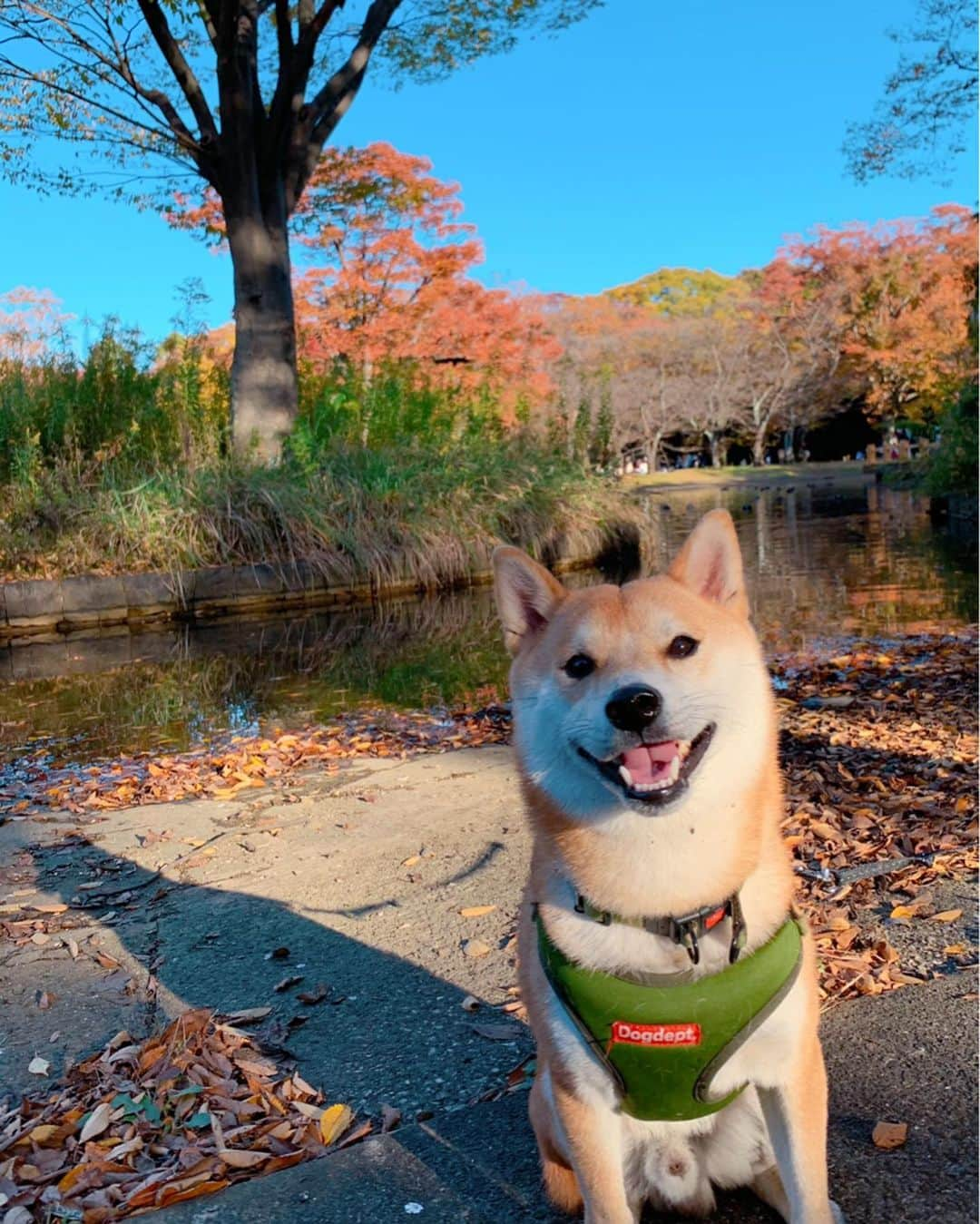 大山加奈さんのインスタグラム写真 - (大山加奈Instagram)「. . 代々木公園へ🐾 . にこにこなだいずくんが たくさん撮れました🥰 . でもドッグランではびびって あんまり遊べず💦 いつものドッグランで さぶちゃんが一緒でないと ダメなようです💦笑。 . . お散歩はとっても嬉しそうで ずっとすごい勢いで ぐいぐい歩いてました☺️ 楽しそうで嬉しそうで こんなに喜んでくれると おでかけしがいがあります。 . もうすぐ寒くなっちゃうし これからはなかなかおでかけも してあげられなくなっちゃうので 今日みんなでおでかけできてよかった🍀 . . だいずくんには これからたくさんガマンさせて しまうことになるから それまではできるだけ だいずくんが喜ぶことをしてあげたいな。 . . #だいず #だいず🐕💓 #豆柴 #豆柴部  #柴犬 #しばいぬ  #犬のいる暮らし#🐶 #🐕#いぬすたぐらむ #ワンスタグラム #しばすたぐらむ #mameshiba#shibainu#shibastagram #柴犬好きさんと繋がりたい #柴犬のいる暮らし #柴犬ライフ」11月14日 16時33分 - kanaoyama0619