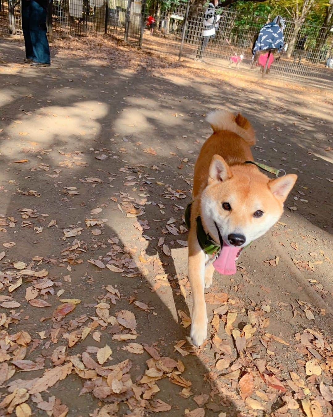 大山加奈さんのインスタグラム写真 - (大山加奈Instagram)「. . 代々木公園へ🐾 . にこにこなだいずくんが たくさん撮れました🥰 . でもドッグランではびびって あんまり遊べず💦 いつものドッグランで さぶちゃんが一緒でないと ダメなようです💦笑。 . . お散歩はとっても嬉しそうで ずっとすごい勢いで ぐいぐい歩いてました☺️ 楽しそうで嬉しそうで こんなに喜んでくれると おでかけしがいがあります。 . もうすぐ寒くなっちゃうし これからはなかなかおでかけも してあげられなくなっちゃうので 今日みんなでおでかけできてよかった🍀 . . だいずくんには これからたくさんガマンさせて しまうことになるから それまではできるだけ だいずくんが喜ぶことをしてあげたいな。 . . #だいず #だいず🐕💓 #豆柴 #豆柴部  #柴犬 #しばいぬ  #犬のいる暮らし#🐶 #🐕#いぬすたぐらむ #ワンスタグラム #しばすたぐらむ #mameshiba#shibainu#shibastagram #柴犬好きさんと繋がりたい #柴犬のいる暮らし #柴犬ライフ」11月14日 16時33分 - kanaoyama0619