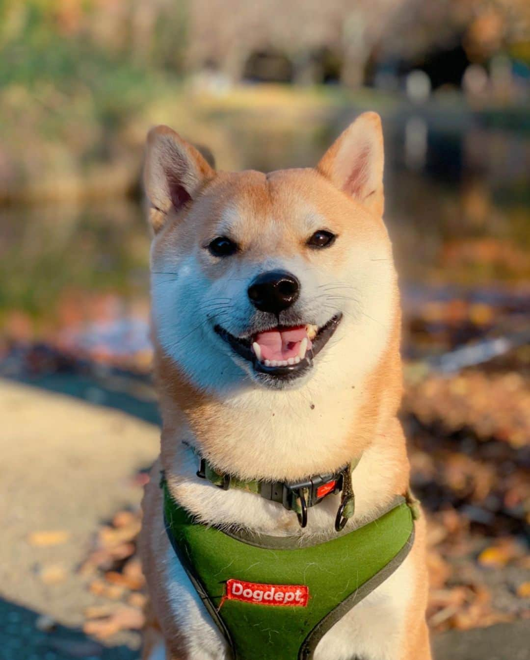 大山加奈さんのインスタグラム写真 - (大山加奈Instagram)「. . 代々木公園へ🐾 . にこにこなだいずくんが たくさん撮れました🥰 . でもドッグランではびびって あんまり遊べず💦 いつものドッグランで さぶちゃんが一緒でないと ダメなようです💦笑。 . . お散歩はとっても嬉しそうで ずっとすごい勢いで ぐいぐい歩いてました☺️ 楽しそうで嬉しそうで こんなに喜んでくれると おでかけしがいがあります。 . もうすぐ寒くなっちゃうし これからはなかなかおでかけも してあげられなくなっちゃうので 今日みんなでおでかけできてよかった🍀 . . だいずくんには これからたくさんガマンさせて しまうことになるから それまではできるだけ だいずくんが喜ぶことをしてあげたいな。 . . #だいず #だいず🐕💓 #豆柴 #豆柴部  #柴犬 #しばいぬ  #犬のいる暮らし#🐶 #🐕#いぬすたぐらむ #ワンスタグラム #しばすたぐらむ #mameshiba#shibainu#shibastagram #柴犬好きさんと繋がりたい #柴犬のいる暮らし #柴犬ライフ」11月14日 16時33分 - kanaoyama0619