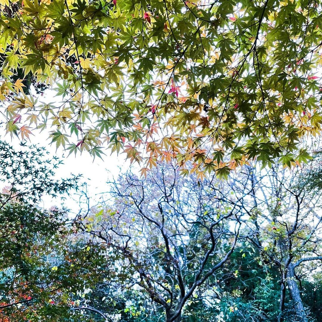 Naomiのインスタグラム：「裏山のモミジ🍁  #iphone12pro #iphonography」