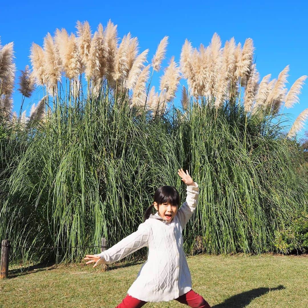 Kuboi Ayumiさんのインスタグラム写真 - (Kuboi AyumiInstagram)「大きなパンパスグラスを見つけて、ダッシュ！﻿ そしておもむろにNiziU(ニジュー)のダンスを踊り出す娘（笑）﻿ 相変わらず、アクティブだなぁ。 ﻿ 天気の良い日のお散歩って本当に気持ちがいいですね。﻿ 家族で自然を満喫したくて、神代植物公園へ。﻿ ﻿ 園内は、ばら園、つつじ園、うめ園、はぎ園など﻿ 約4,800種類、10万本・株の樹木が植えられているとっても広い公園です。﻿ 珍しい熱帯の植物が集められた温室もあったり。﻿ ﻿ 私のお目当ては秋バラだったのですが、パンパスグラスやチャノキ、ダリアなど﻿ 見頃の植物がいっぱいで、娘と一緒に探検してきました。﻿ 広くて、広場もあるので１日いれちゃう。﻿ ﻿ ちなみに、秋バラの見頃は、12月上旬までだそうなので﻿ まだまだ楽しめますね。﻿ ﻿ 紅葉もはじまっていて、カツラやムクロジが黄色くなっていましたよ。﻿ 今度は紅葉を楽しみにもう少し後に行ってみようと思います。﻿ ﻿ ﻿ *食事の時や撮影時のみマスクを外しています。﻿﻿  ﻿＊アクティブフォトとは、スポーツや運動、体を動かした遊びなど元気いっぱいなお写真のことです。  #神代植物公園 #park #パンパスグラス #秋バラ #バラ #rose #温室﻿ #多摩の魅力発信プロジェクト #たま発 #tamahatsu #PR #NiziU #二ジュー﻿」11月14日 17時22分 - himekagami