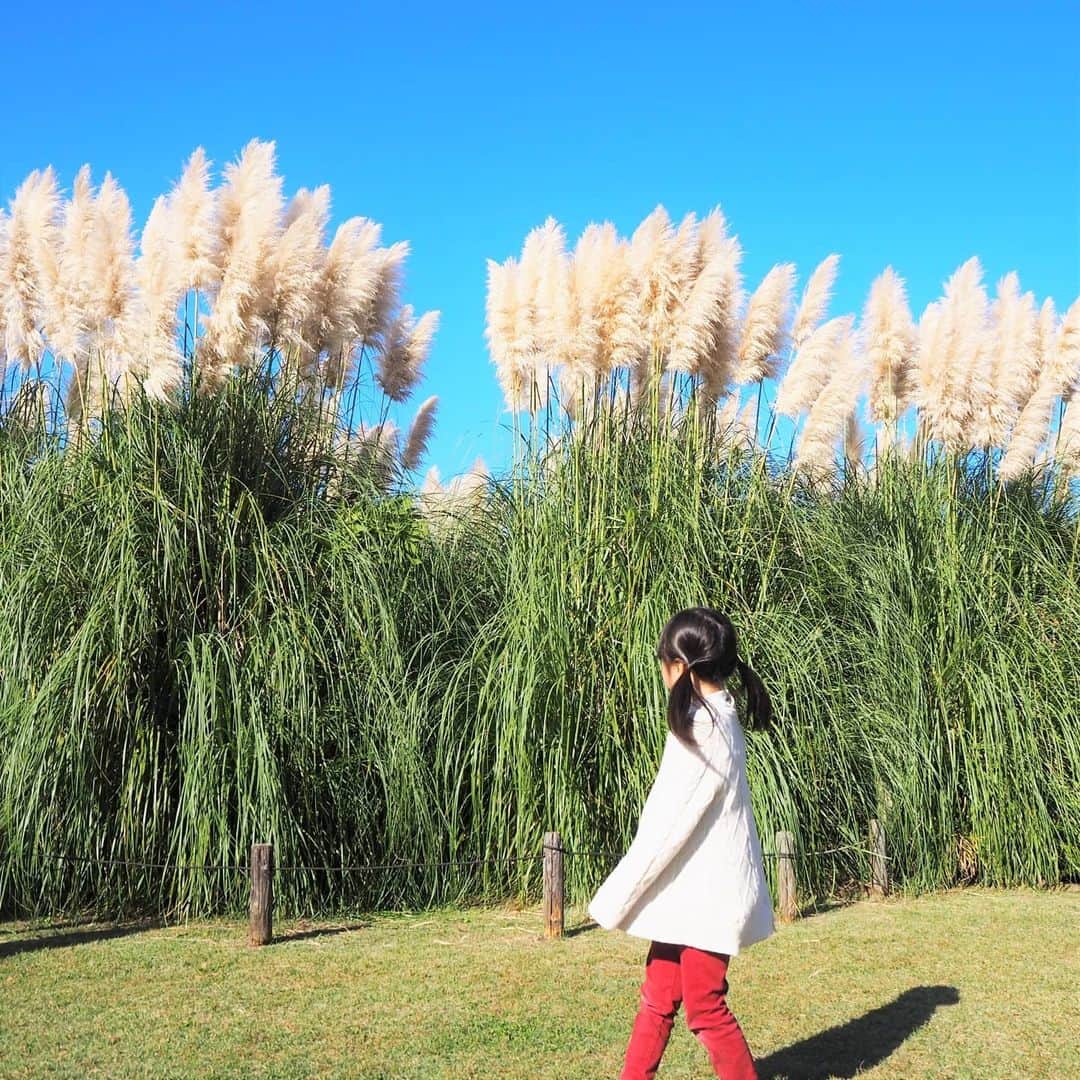 Kuboi Ayumiさんのインスタグラム写真 - (Kuboi AyumiInstagram)「大きなパンパスグラスを見つけて、ダッシュ！﻿ そしておもむろにNiziU(ニジュー)のダンスを踊り出す娘（笑）﻿ 相変わらず、アクティブだなぁ。 ﻿ 天気の良い日のお散歩って本当に気持ちがいいですね。﻿ 家族で自然を満喫したくて、神代植物公園へ。﻿ ﻿ 園内は、ばら園、つつじ園、うめ園、はぎ園など﻿ 約4,800種類、10万本・株の樹木が植えられているとっても広い公園です。﻿ 珍しい熱帯の植物が集められた温室もあったり。﻿ ﻿ 私のお目当ては秋バラだったのですが、パンパスグラスやチャノキ、ダリアなど﻿ 見頃の植物がいっぱいで、娘と一緒に探検してきました。﻿ 広くて、広場もあるので１日いれちゃう。﻿ ﻿ ちなみに、秋バラの見頃は、12月上旬までだそうなので﻿ まだまだ楽しめますね。﻿ ﻿ 紅葉もはじまっていて、カツラやムクロジが黄色くなっていましたよ。﻿ 今度は紅葉を楽しみにもう少し後に行ってみようと思います。﻿ ﻿ ﻿ *食事の時や撮影時のみマスクを外しています。﻿﻿  ﻿＊アクティブフォトとは、スポーツや運動、体を動かした遊びなど元気いっぱいなお写真のことです。  #神代植物公園 #park #パンパスグラス #秋バラ #バラ #rose #温室﻿ #多摩の魅力発信プロジェクト #たま発 #tamahatsu #PR #NiziU #二ジュー﻿」11月14日 17時22分 - himekagami