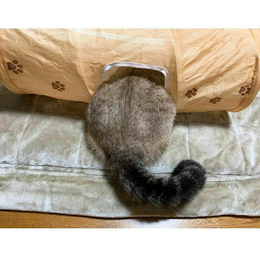 猫壱（ねこいち•ネコイチ）のインスタグラム