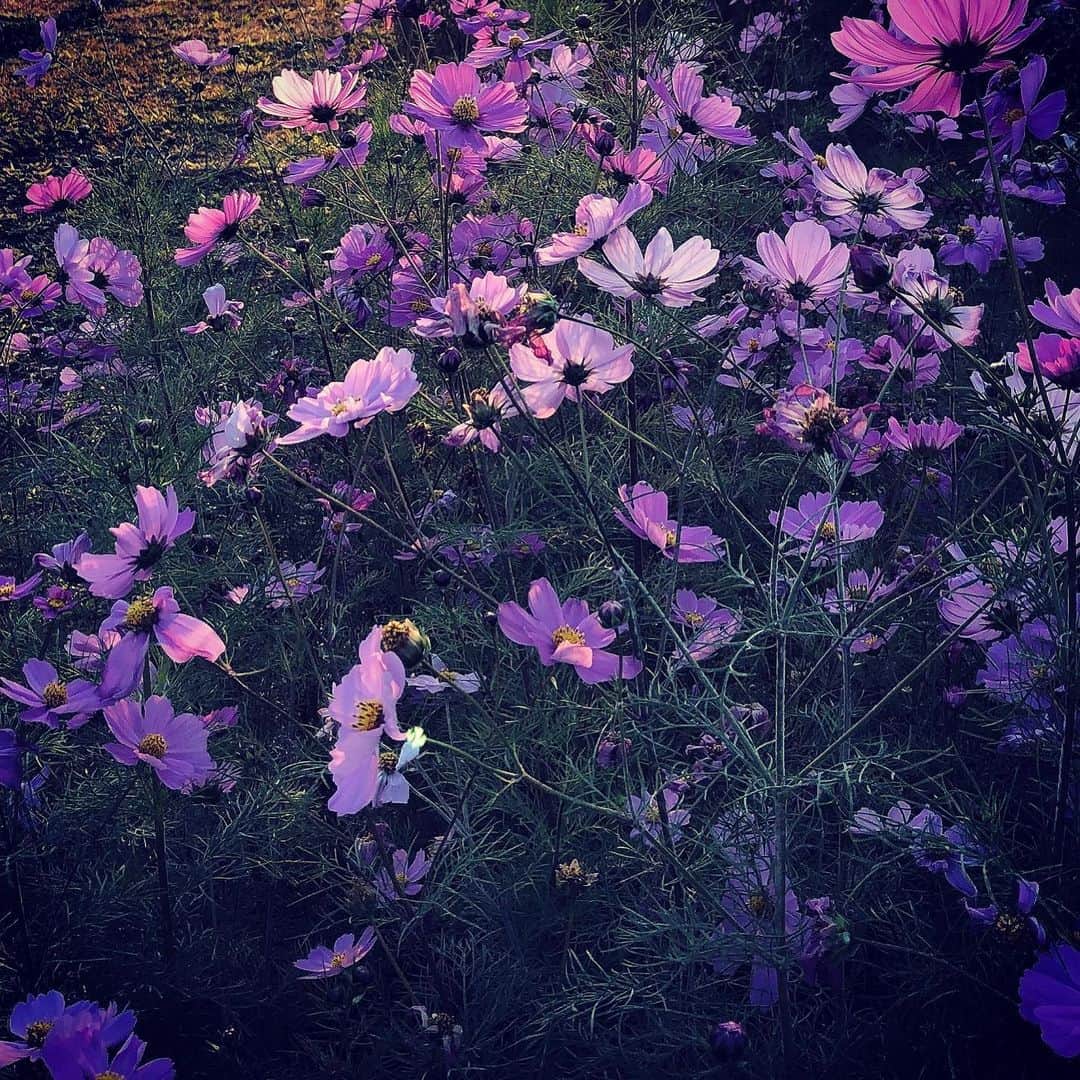 コンドウアキのインスタグラム：「光のほうを向いている #コスモス #november」