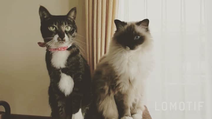 takegaeruのインスタグラム：「猫飼い主あるあるな首振り動画😽😽 著作問題回避したら壮大な感じになりました🥸  #威風堂々 #pumpandcircumstance #cat #猫 #ragdoll #ラグドール #ホワイトポッチーズ #よもねこ #よもぎねこ #キジトラ #きじとら」