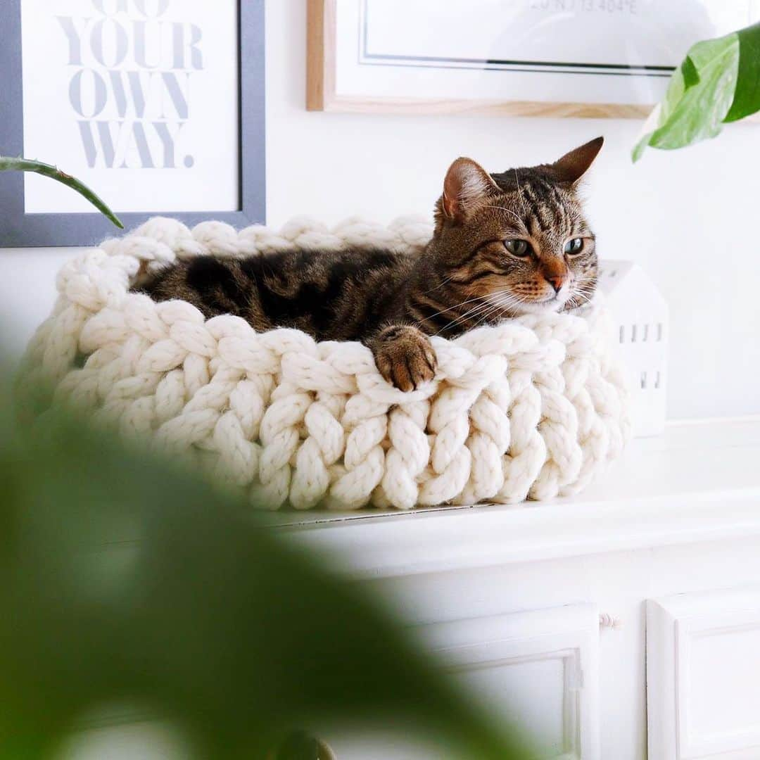 チップ＆ペッパーさんのインスタグラム写真 - (チップ＆ペッパーInstagram)「We're in love with these multifunctional cat baskets, adding a touch of Country while super comfy for your fury friend 😌 . . . . . . . #catbed #cat #apartmenttherapy #catsofinstagram #industrial #myinterior #myfashiondog #bohostyle #catfurniture #hygge #catlovers #bohohome #bohodecor #modernbohemian #kitchenideas #modernkitchen #morninglight #interior4all #americanstyle #woodenhouse #interior123 #interior4inspo #interior_delux #interiordesign #hangingchair #swing #dogphotography #mynordicroom #farmhouse」11月14日 18時18分 - sarafernstrom_