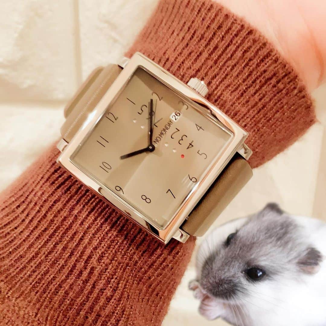 hamster_mocoさんのインスタグラム写真 - (hamster_mocoInstagram)「NO MONDAY  @nomonday_jp の腕時計をモニターさせて頂きました☺️🐹⌚✨ ･ 以前モニターさせて頂いた同タイプのホワイトもとっても素敵だったけど、このグレイベージュの革バンドとフェイスの相性の良さは素晴らしいの一言👏😂💖 ･ 大人っぽくて秋冬アイテムにも合わせやすいのでオススメです🍁⌚✨ ･ 割引クーポン良かったら使ってください😙👍 ･ ･ ･ 10％offクーポン【  asahike74⠀】 ･ #ノーマンデー#nomonday #手元倶楽部#時計#腕時計 2020.11.14 ･ #ハムスターふく#ハムスター#ジャンガリアンハムスター#ジャンガリアン#パイドハムスター#パイドジャンガリアン#ジャンガリアンパイド#ふわもこ部 #モフモフ#ペット#ハムスタグラム #hamster#djungarian#hamstagram#hammy#happy_pets#PET_OF_OUR_WORLD#igersjp#ig_japan」11月14日 18時14分 - asahi.fl