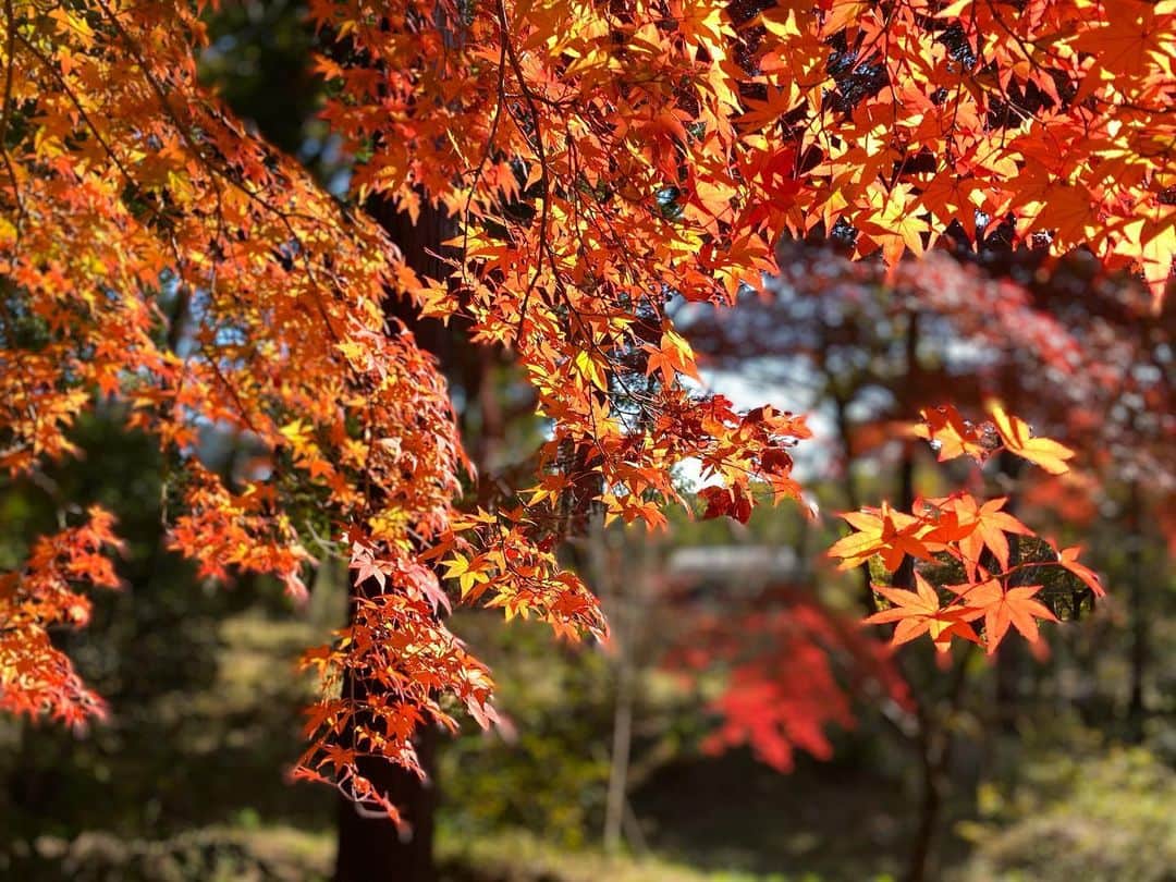 山中日菜美さんのインスタグラム写真 - (山中日菜美Instagram)「紅葉！綺麗でした！☺️  #紅葉 #煉獄さんカラー」11月14日 18時46分 - hnm__n