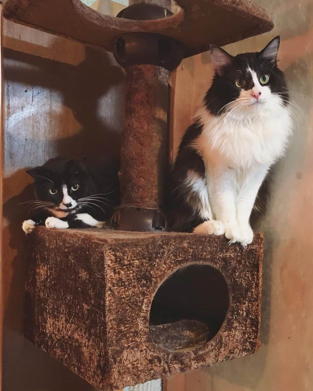 もじゃころのインスタグラム：「ちょっとずつ猫のお友達を増やそうとがんばるばんどぅ🥺「敵」から「嫌なやつ」くらいには昇格したと思われ🥺次は「あんまり好きになれないやつ」あたり目指して頑張れ🥺 ばんどぅすごくいい子になったんだよ？みんな認めてあげて🥺🥺🥺  #坂東玉隠しシャシャ丸  #鼻にんにく黒コロ」