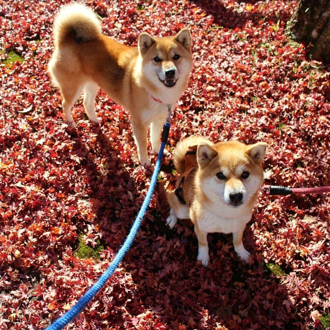 柴犬たま Shibainu Tamaのインスタグラム