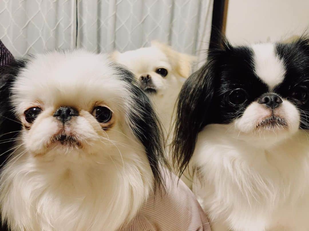 juntowaのインスタグラム：「なんかインスタ使いにくくなってるー！#そんなに#変えなくていいよ」