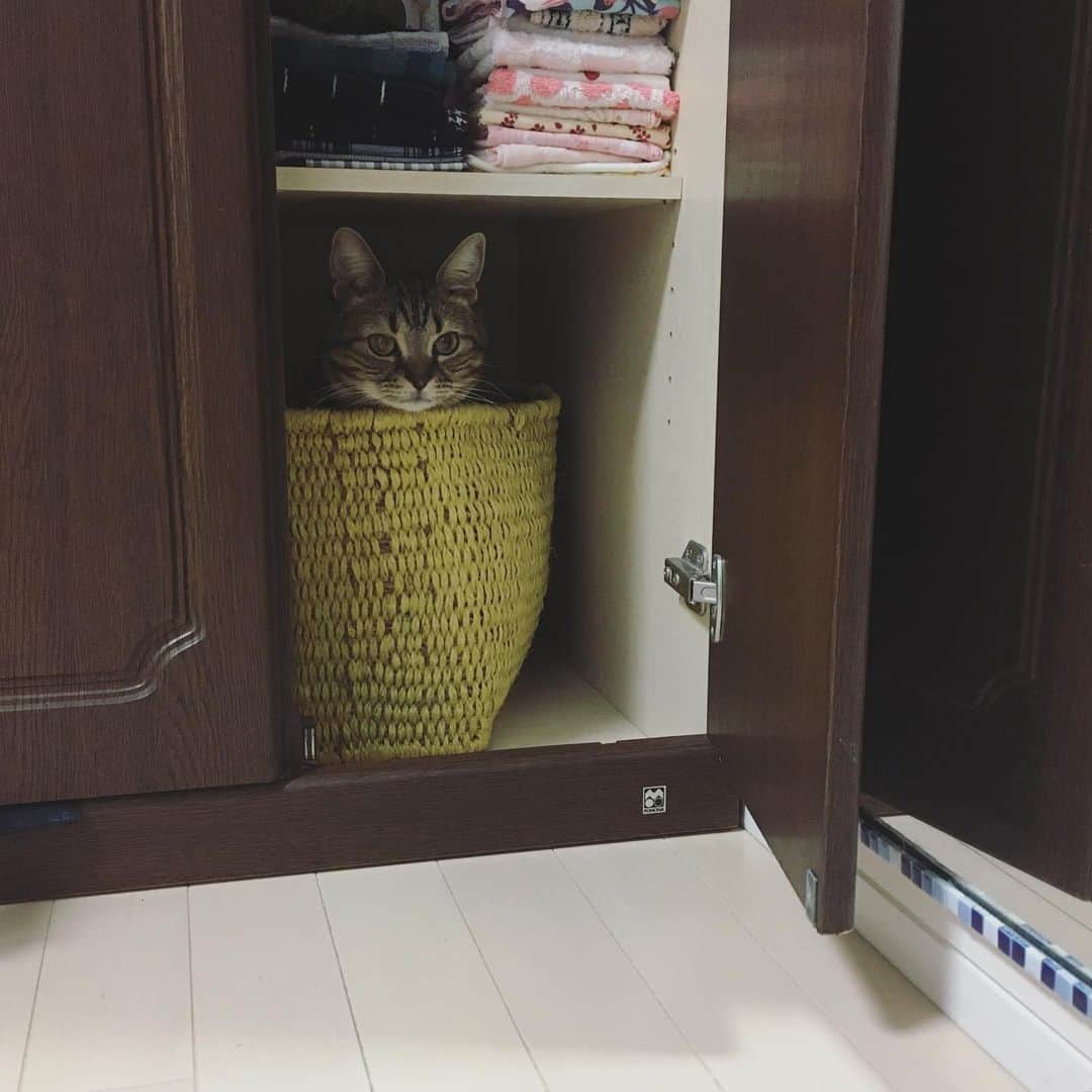 ありす & まりあのインスタグラム：「Good evening ⭐️ 忘れものに気をつけてにゃ。」