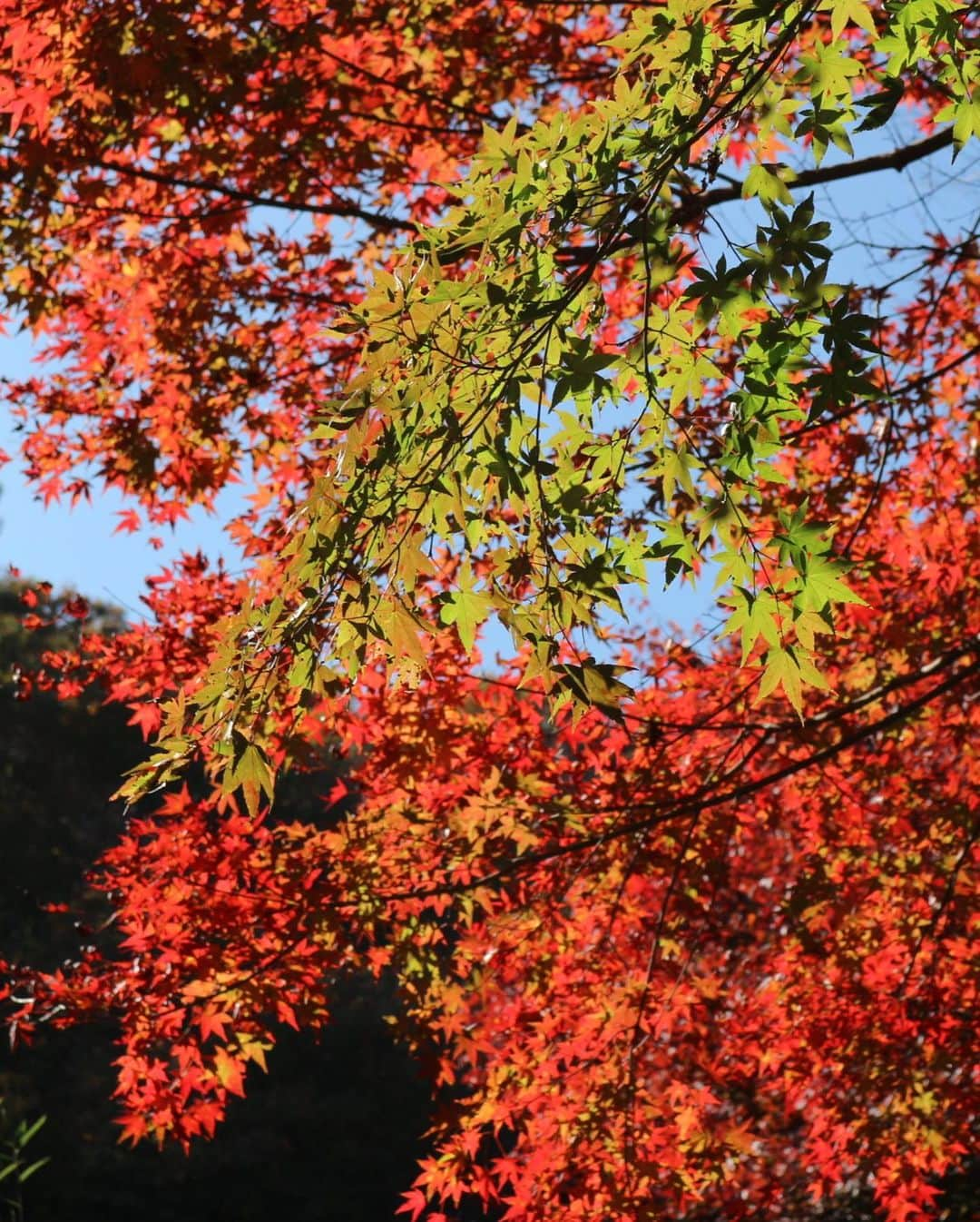 木下綾菜さんのインスタグラム写真 - (木下綾菜Instagram)「念願の紅葉巡りしてきました🍁 今年最後の お出かけかな🚕💭 . 袋田の滝、花貫渓谷、 竜神大吊橋と回ったよう。 紅葉いい感じだったよ〜 . ずっと自然いっぱいな所に 行きたかったので満足☺️ . #袋田の滝  #花貫渓谷 #竜神大吊橋 #観光 #茨城観光 #紅葉」11月14日 19時04分 - kinoshita_ayana