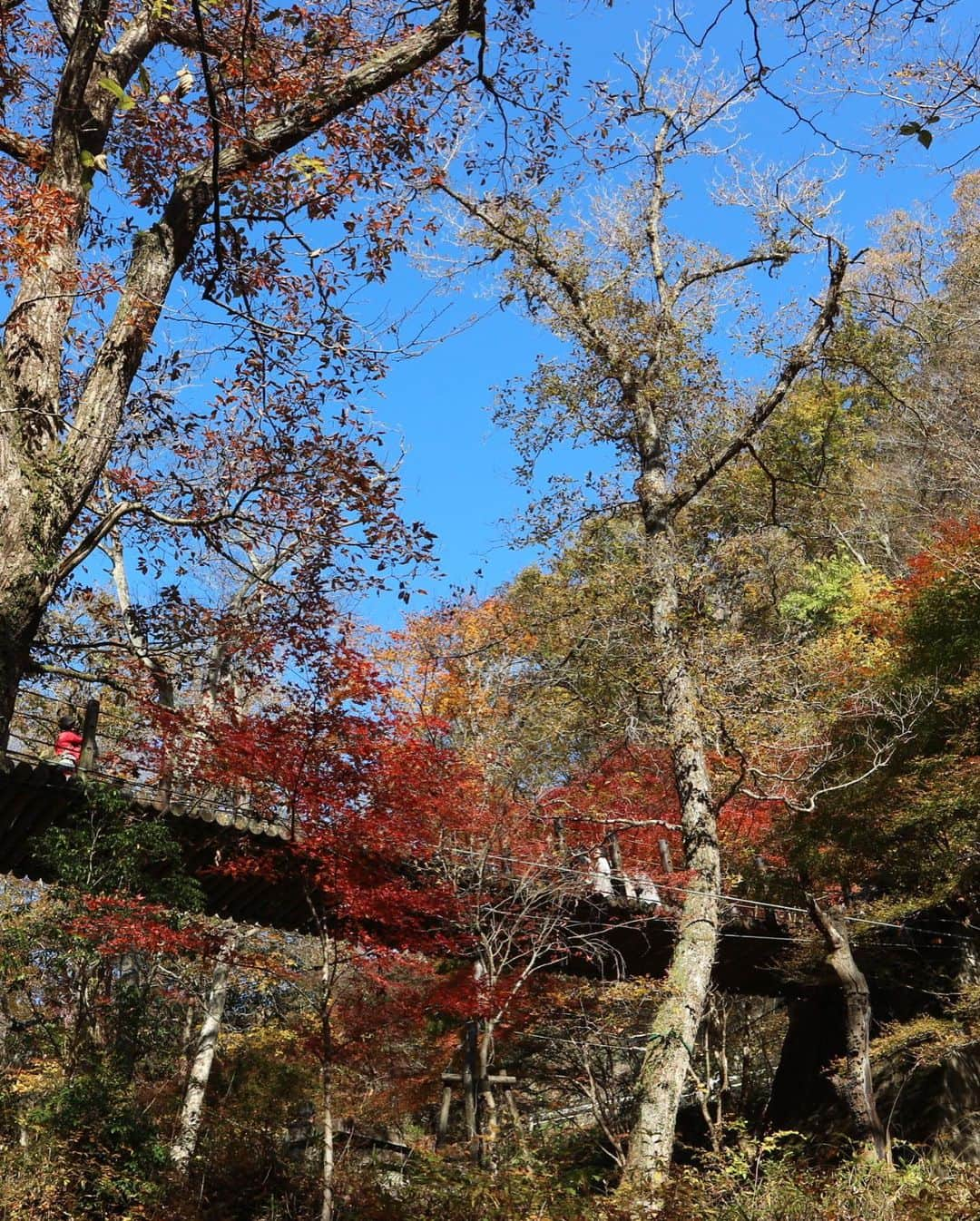 木下綾菜さんのインスタグラム写真 - (木下綾菜Instagram)「念願の紅葉巡りしてきました🍁 今年最後の お出かけかな🚕💭 . 袋田の滝、花貫渓谷、 竜神大吊橋と回ったよう。 紅葉いい感じだったよ〜 . ずっと自然いっぱいな所に 行きたかったので満足☺️ . #袋田の滝  #花貫渓谷 #竜神大吊橋 #観光 #茨城観光 #紅葉」11月14日 19時04分 - kinoshita_ayana