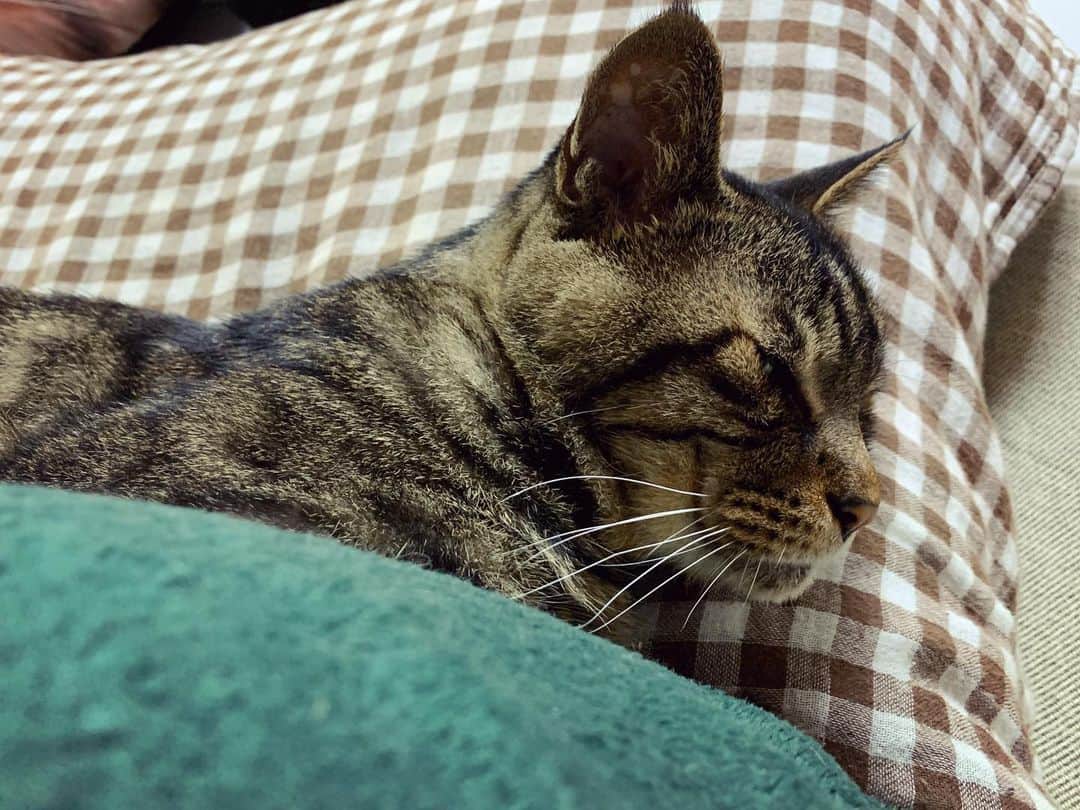 Musashiさんのインスタグラム写真 - (MusashiInstagram)「夕方ムサシさん。ねむそう。Sleepy head. #musashi #mck #cat #キジトラ #ムサシさん#ねこすたぐらむ #シマホネコダスケ #musashi_the_cat」11月14日 19時04分 - _daisy