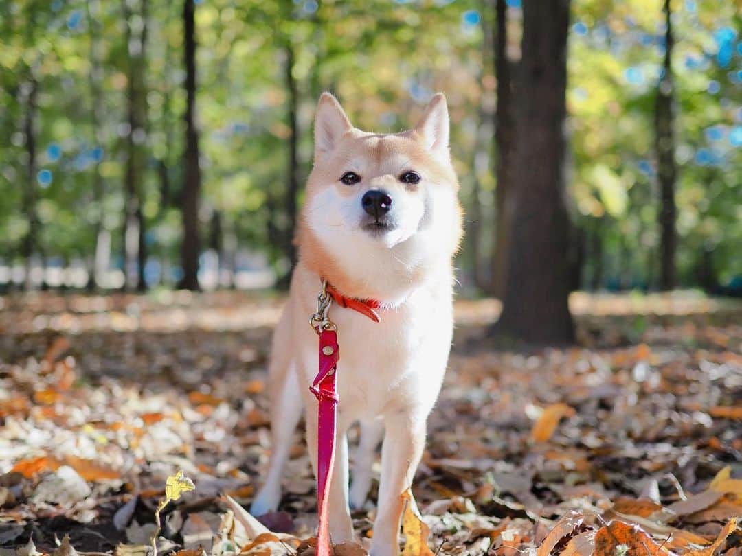 豆柴にこちゃんさんのインスタグラム写真 - (豆柴にこちゃんInstagram)「🐶 にこ散歩。  今日は結構歩いてくれたけど、 昨夜の散歩は途中で歩くことを諦めたにこ。 ※最近はだいたい💩後は歩かなくなる  道端でフリーズしてしまい、 通りすがりの女性に 「かわいい！、、あれ？生きてます？！」 って声かけられた🤣  暗闇でおもちゃの犬連れてる、 ヤベー奴と思われたぽい😂  #柴犬#豆柴#pecoいぬ部#犬#shibastagram#petstagram#犬#犬のいる暮らし#shibainu#dog#mameshiba#pecotv#いぬのきもち部#しばいぬ#しばけん#こいぬ#シバイヌ#狗#ペット#子犬#puppy#pet#시바견#강아지#개#instacute#barked#9gag#9gagpets」11月14日 19時08分 - nikochan.mame48