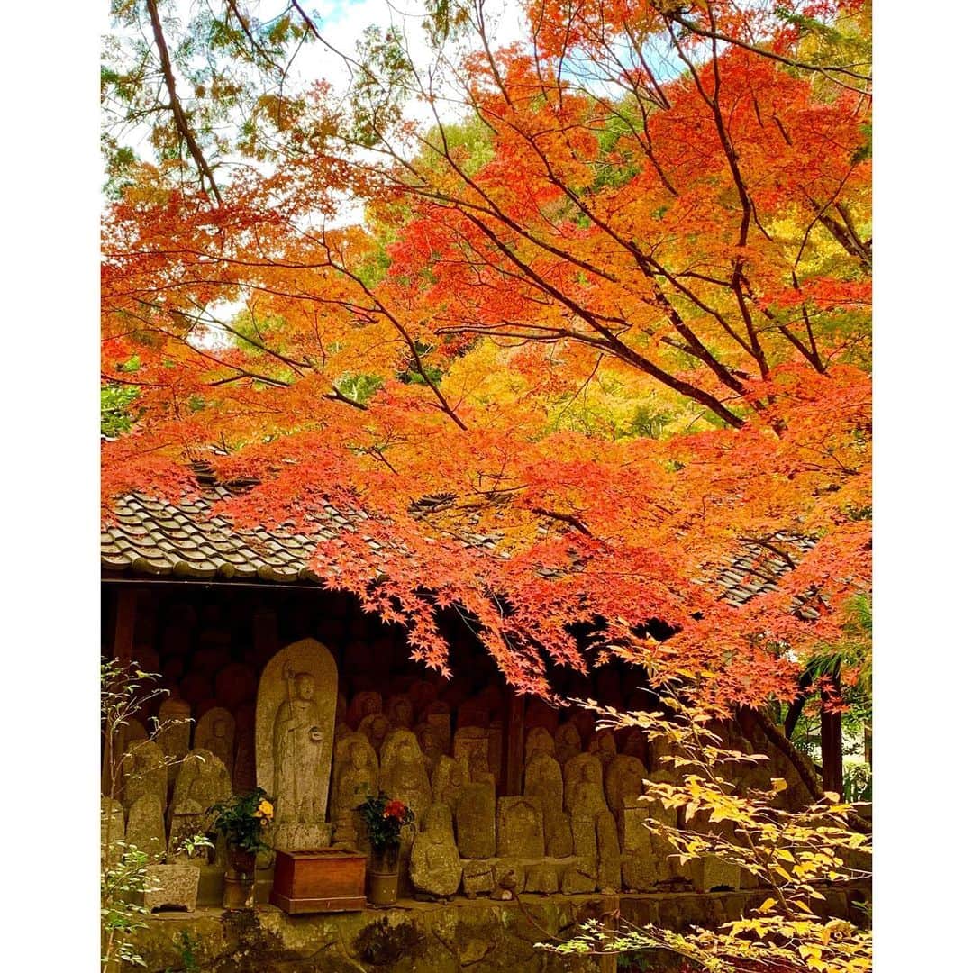 澄輝さやとさんのインスタグラム写真 - (澄輝さやとInstagram)「.﻿ 先日またまた京都に笑 今回は少し紅葉していて綺麗でした🍁﻿ 外から内に徐々に赤に変わりゆく紅葉もあったりと まだ染まり切らず様々な色でそれぞれの﻿染まっていく 様子が趣深かったです✨ 帰りには京都といえばこれ！﻿ 私の大好きなくずきりを✨﻿ この日はポカポカと暖かくてくずきりがより﻿ 美味しかったです💕﻿  ﻿  ﻿#なんだか京都に呼ばれてるのかな笑 #蓮華寺﻿ #詩仙堂﻿ #御朱印帳を忘れてショック、、﻿ #鍵善良房﻿ #くずきり大好き﻿ #京都に行くと寄りたくなります﻿ #これからもっと綺麗な紅葉になるでしょうね﻿ #紅葉づくし﻿ #どの紅葉も綺麗ですね﻿」11月14日 19時08分 - sayato_sumiki_official