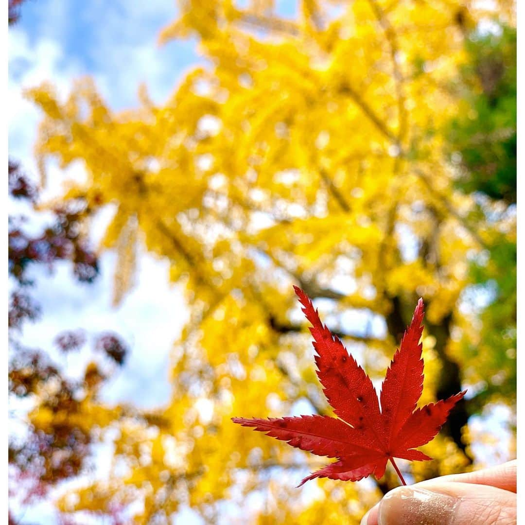 澄輝さやとのインスタグラム：「.﻿ 先日またまた京都に笑 今回は少し紅葉していて綺麗でした🍁﻿ 外から内に徐々に赤に変わりゆく紅葉もあったりと まだ染まり切らず様々な色でそれぞれの﻿染まっていく 様子が趣深かったです✨ 帰りには京都といえばこれ！﻿ 私の大好きなくずきりを✨﻿ この日はポカポカと暖かくてくずきりがより﻿ 美味しかったです💕﻿  ﻿  ﻿#なんだか京都に呼ばれてるのかな笑 #蓮華寺﻿ #詩仙堂﻿ #御朱印帳を忘れてショック、、﻿ #鍵善良房﻿ #くずきり大好き﻿ #京都に行くと寄りたくなります﻿ #これからもっと綺麗な紅葉になるでしょうね﻿ #紅葉づくし﻿ #どの紅葉も綺麗ですね﻿」