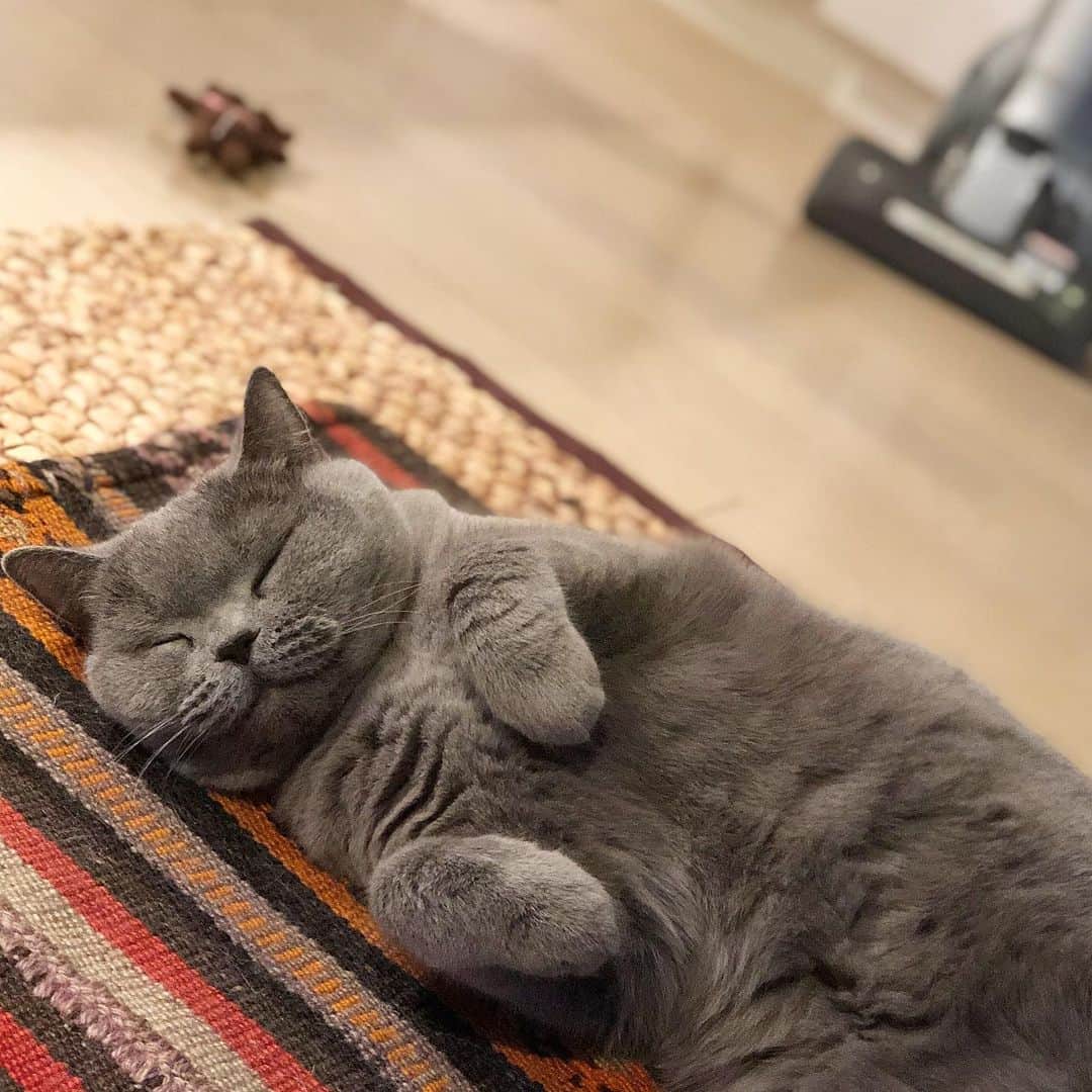 のインスタグラム：「にこたんの極上Napタイムをお届けします。おなかのもふもふも伝わるかしら…かわいいよぉ😍. . #ねこの飼い主の呟き  #親バカ部  #写真撮る時に限って余計なものがリビングに置きっぱなし .  #britishshorthair #bsh #kitten #igcats #cat #bluecat #eclatcat #catstagram #catsofworld #catsofinstagram #cats_of_instagram #cutepet #world_kawaii_cat #instagramcat #cute #catlover #ブリティッシュショートヘア #ブリショー #ねこ部 #ペコねこ部 #にゃんすたぐらむ #猫山商事 #ブリ商会 #多頭飼い #고양이 #кошка #katze」