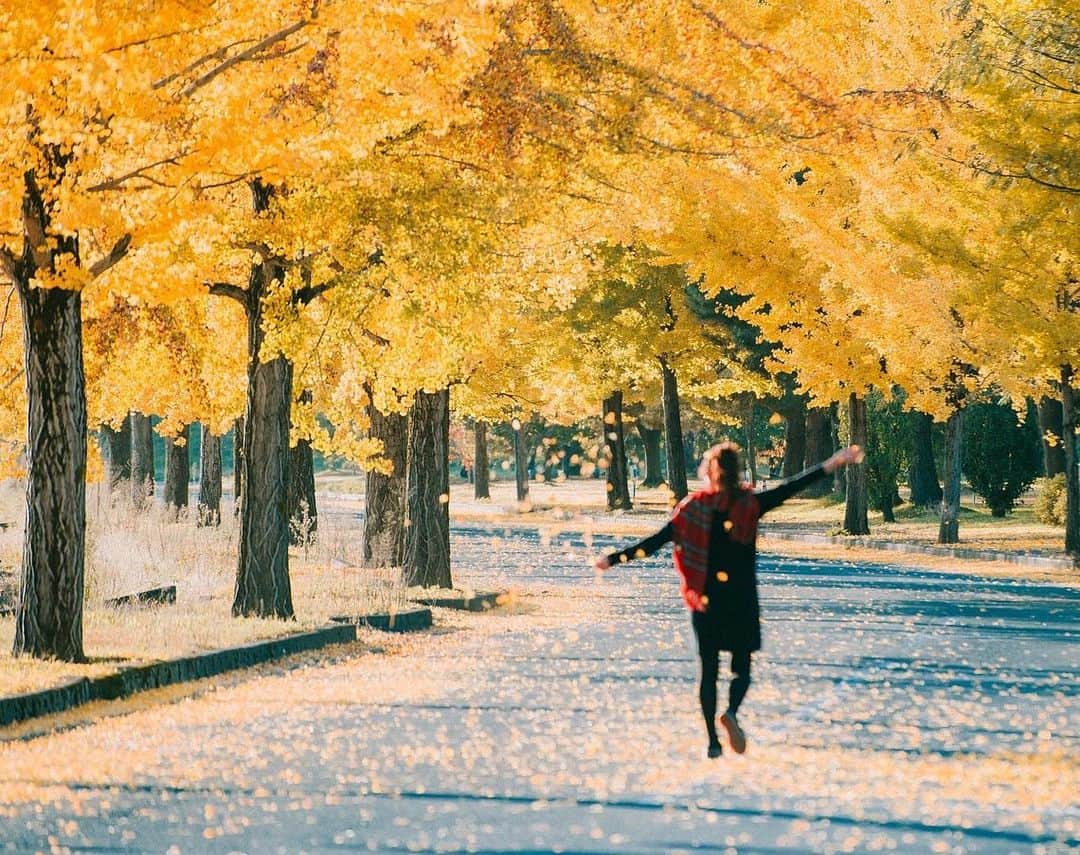 yukiさんのインスタグラム写真 - (yukiInstagram)「・ ・ ・ Beautiful autumn days ・ ・ ◉NICOSTOPサイトにて記事公開中◉ https://nicostop.nikon-image.com/entry/technic/landscape-portrait/2020/10/16/1 ・ ・ ・ ◉sty830 base shop◉ https://sty830.base.shop/ ・ ・ ・ #新潟　#銀杏並木」11月14日 19時15分 - sty830