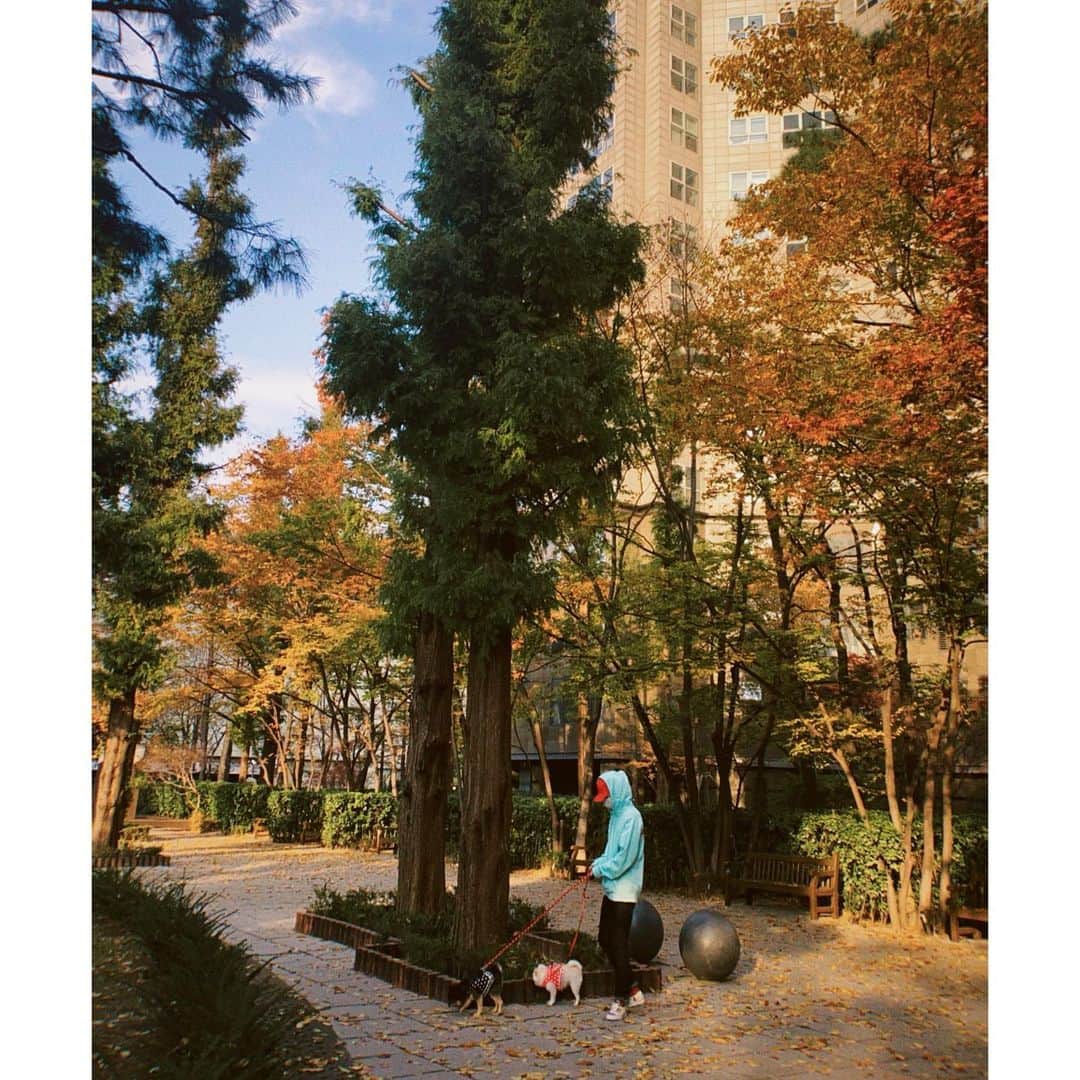 イェソンさんのインスタグラム写真 - (イェソンInstagram)「いい日に散歩します。🍁」11月14日 19時30分 - yesung1106