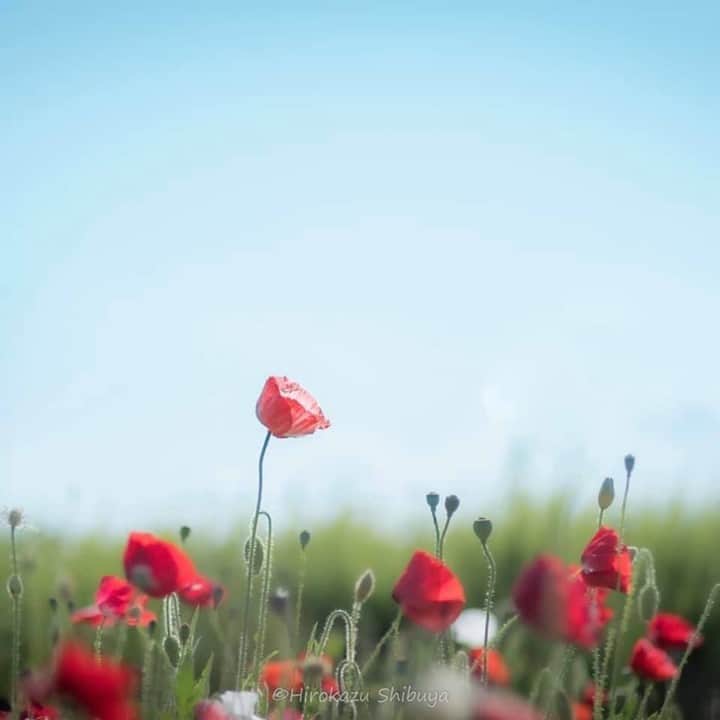 花の写真館のインスタグラム：「Photo by 澁谷 央和.⠀ .⠀ Original Post[投稿いただいたURL]⠀ https://www.facebook.com/photo.php?fbid=4161392993878803⠀ .⠀ 本アカウントは、 #私の花の写真 をつけてInstagramに投稿された皆さまの花の写真や、「花の写真館」Facebookページで投稿された花の写真を紹介します。⠀ 「花の写真館」Facebookページは、「 @floral.photograph 」のプロフィールにあるURLからご覧ください。⠀ .⠀ ※各自、政府、自治体など公的機関の指示に従った行動をお願いします。⠀⠀ 東京カメラ部および分室では、写真を「見る楽しみ」を提供することを通して、微力ながら皆様にわずかな時間でも癒しをお届けしたいと思っております。⠀ ※本アカウントは東京カメラ部がFacebook、Instagramのサービスを利用して運営しているもので、Facebook社・Instagramとは一切関係ありません。⠀ .⠀ #花の写真館 #floralphotograph #floralphoto #flower #flowers⠀ Follow: @floral.photograph」