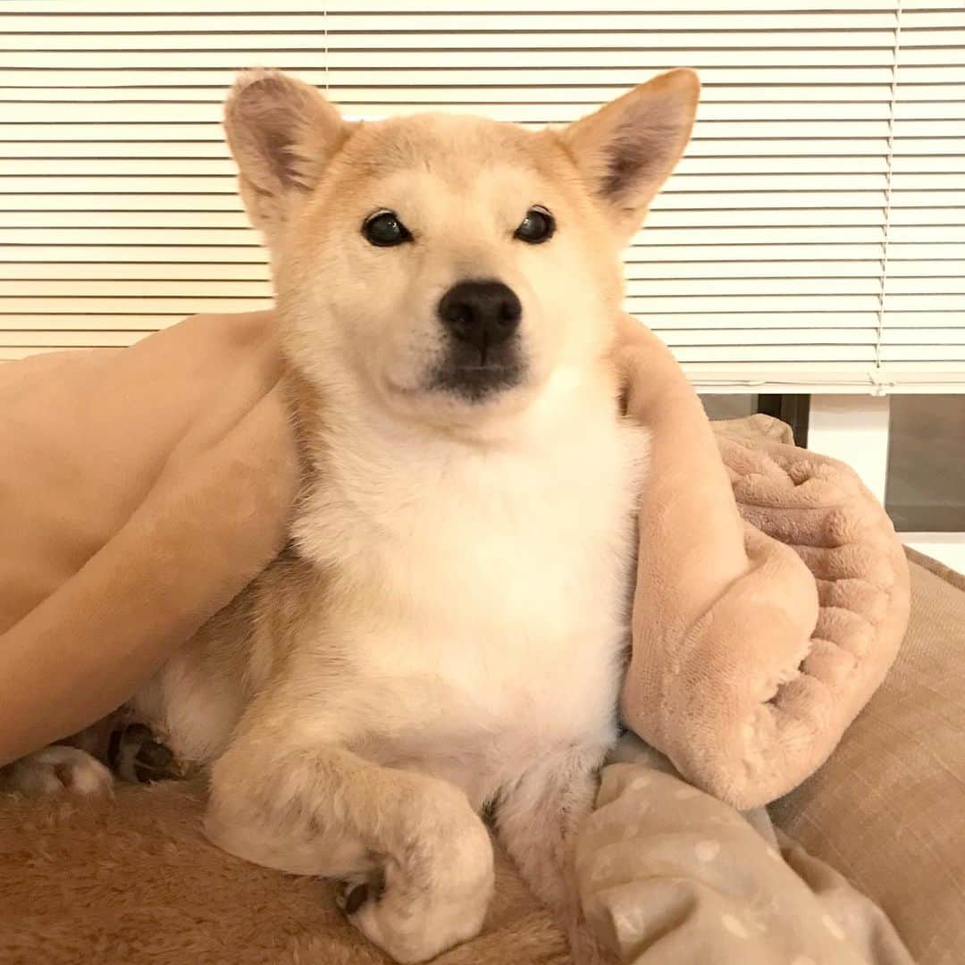 柴犬リリコのインスタグラム：「シャンプー🧴してふわふわ🐶✨ #冬毛 #モフ毛 #モフモフ期到来」