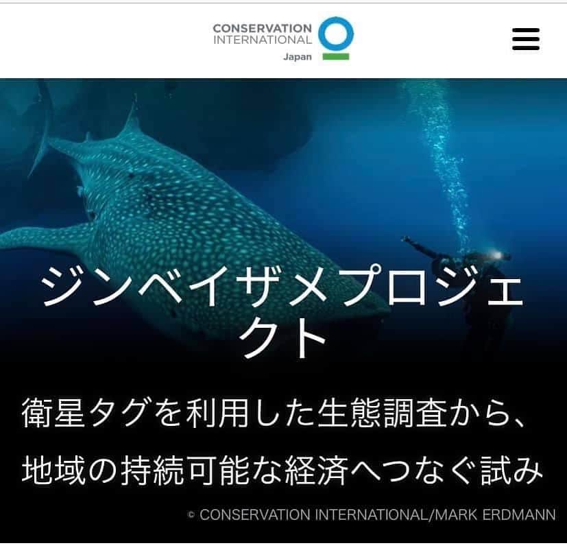末吉里花さんのインスタグラム写真 - (末吉里花Instagram)「【2000年に絶滅危惧種としてレッドリストに登録されたジンベイザメ保護プロジェクト、クラウドファンディングご協力のお願い！】  現在、CI（Consevation International）ジャパンが、ジンベイザメを通じて豊かな海を守る取り組みをより多くの人に知ってもらいたい、という思いのもと、ジンベイザメ保護プロジェクトへのクラウドファンディング達成を目指しています。実は、ジンベイザメについては未だその生態についてほとんど知られておらず、タグ付けすることで約 2 年 間 GPS で動向を追うことが可能になります。彼らの行動や生態に関するデータがあれば、保護に適した海域が明らかになるだけでなく、生態系に負荷をかけない、観光客向けのエコツーリズ ムなどが可能になるそうです。ちなみに、タグ付け行為がジンベイザメに害やストレスを与えないことも実証されています。  なぜジンベイザメの保護が必要なのか。ジンベイザメは、2000 年に絶滅危惧種として IUCN(国際自然保護連合)のレッドリストに登録されました。高級食材であるフカヒレや魚油を目的とした違法な乱獲、地元住民による捕食、海洋汚染や水温上昇による餌の減少、また漁船との衝突や漁網の絡みなどが影響しています。特に先進国で需要の高いフカヒレは、地元漁師たちが効率的に稼ぐ手段となっていました。  ジンベイザメを守るためにも、今回のプロジェクトにぜひ皆様の力を貸していただきたいと思います！ All or Nothingなので、残りの1週間となりますが、ぜひ達成させたいと思っています！  私も応援者としてメッセージを送らせていただきましたので、サイトからご覧いただけたら嬉しく思います。  https://spin-project.org/projects/57  #conservationinternational #cijapan #whaleshark #ethical #コンサベーションインターナショナル #ciジャパン #ジンベイザメ #ジンベイザメ保護プロジェクト #クラファン #allornothing #ご協力お願いします」11月14日 19時51分 - rikasueyoshi