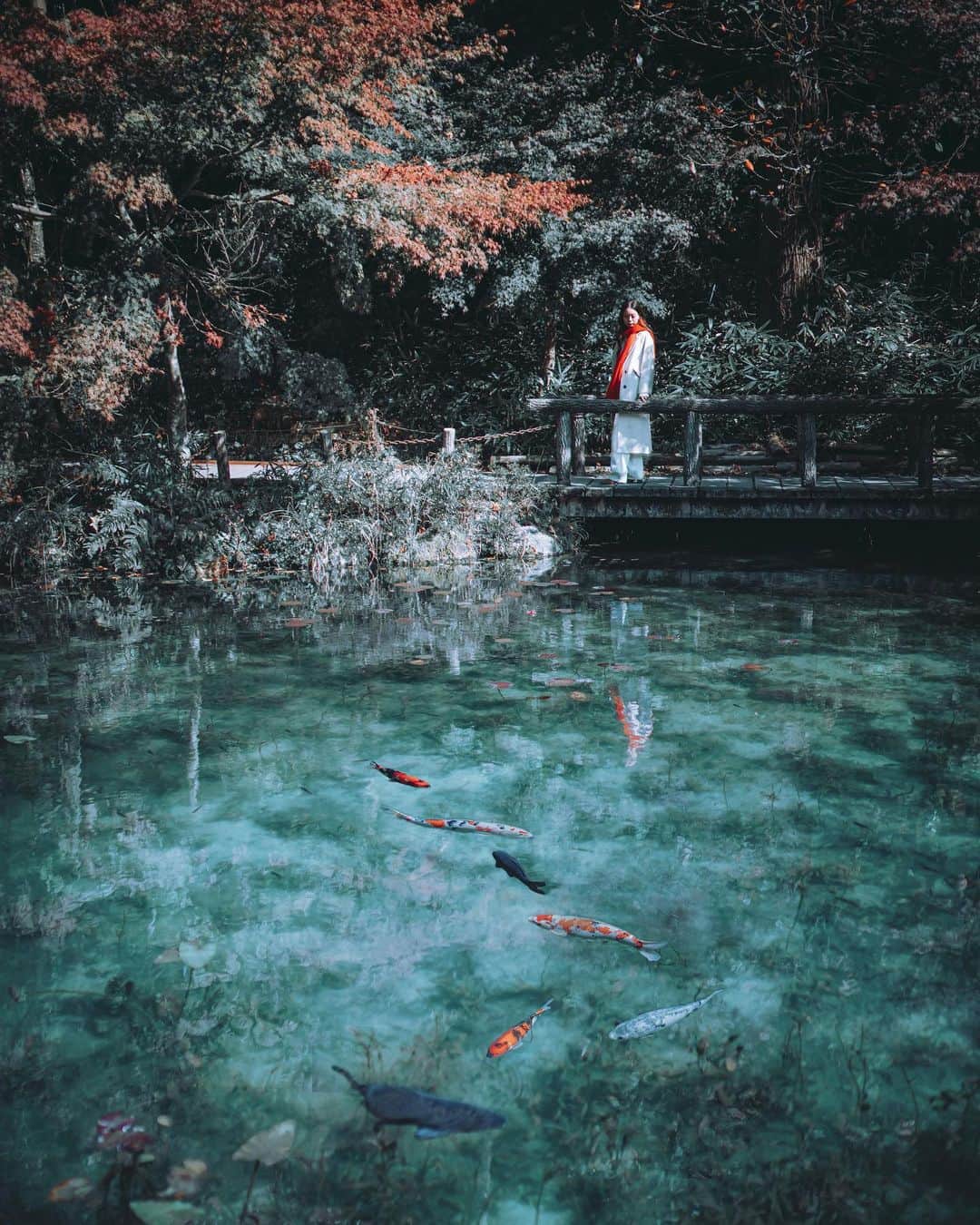 wacameraのインスタグラム：「Nameless pond "Monet's Pond" 岐阜県フェアフィールド道の駅旅でまわった通称モネの池。 その名もなき池に名もなき鯉たちがゆるりと泳ぐ。こんな景色を見れるだけでここにくる価値があると思うほど絵画から飛び出してきたような美しさがある。 2日目は、フェアフィールドバイマリオットの美濃に宿泊。ホテルの作りは同じものの、窓から見える景色はそれぞれ違うので美しさにうっとり。 もちろん、お隣には道の駅美濃にわか茶屋。朝からお買い物をしたりお土産、美濃のおやつをたくさん買っちゃった。  道の駅とのコラボ朝食お弁当、蓋を開けてびっくり。彩りがとってもかわいいし、その土地の食材をふんだんに使ってあるのでひとつひとつ噛み締めながらいただきました💛  Day3もお楽しみに🚗」