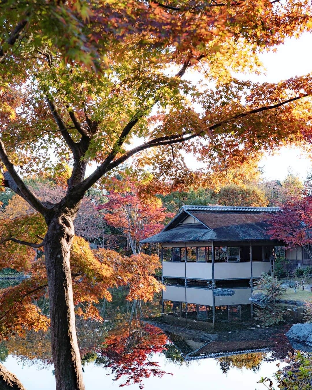 masayaさんのインスタグラム写真 - (masayaInstagram)「Japanese Garden Showakinen Park Tokyo 昭和記念公園」11月14日 20時13分 - moonlightice