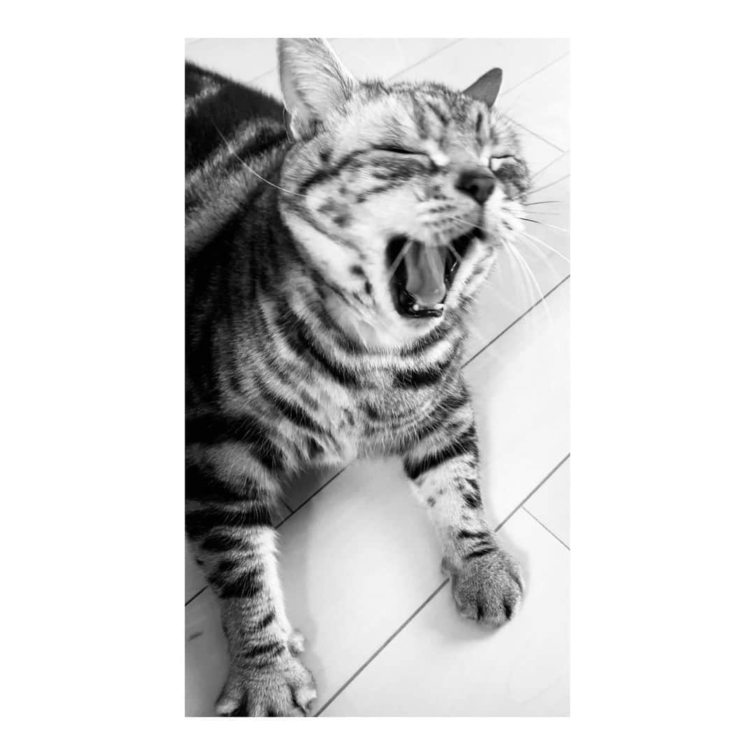 木下流声のインスタグラム：「. あくびちゃび。笑 . . . #チャビ」