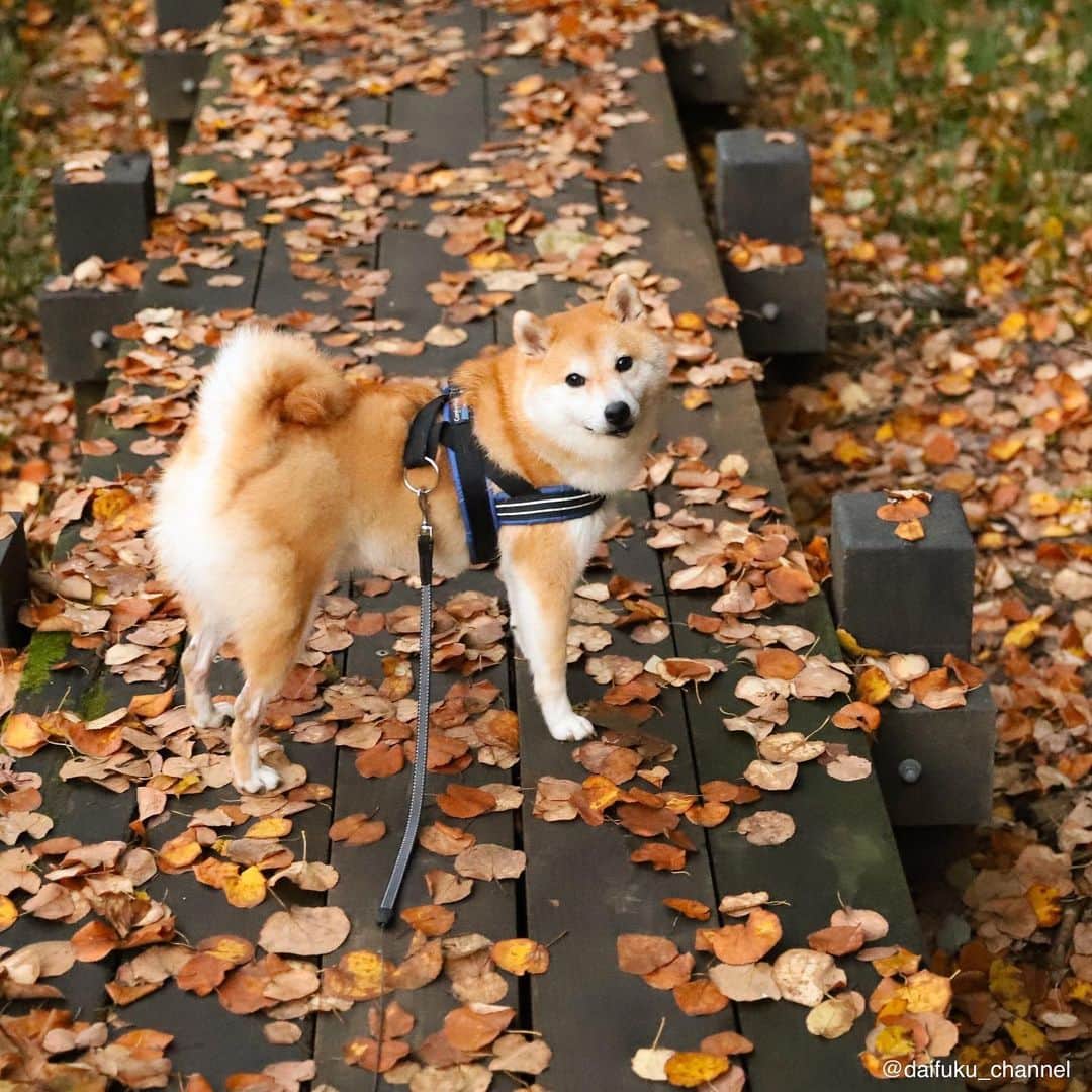 のインスタグラム：「葉っぱ　ふみふみ　だいふくです🐶🍂　Have a nice weekend🐶😉 #autumn  #秋　#紅葉」